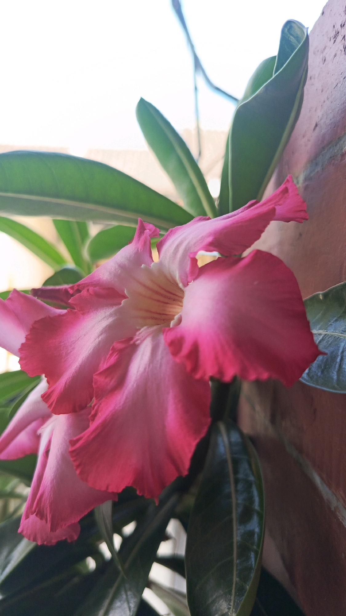 A close-up, vertical shot features a vibrant pink desert rose flower with delicate, ruffled petals. The flower's center transitions from a pale yellow to a deep pink towards the edges. Green leaves surround the bloom, with some appearing glossy and others slightly blurred. In the background, a textured, reddish-brown brick wall is visible on the right, contrasting with the soft pink and green hues of the plant. The upper left portion of the image shows a bright, out-of-focus background, likely the sky. The scene is set outdoors, possibly on a balcony or near a wall in Babadan, Indonesia.