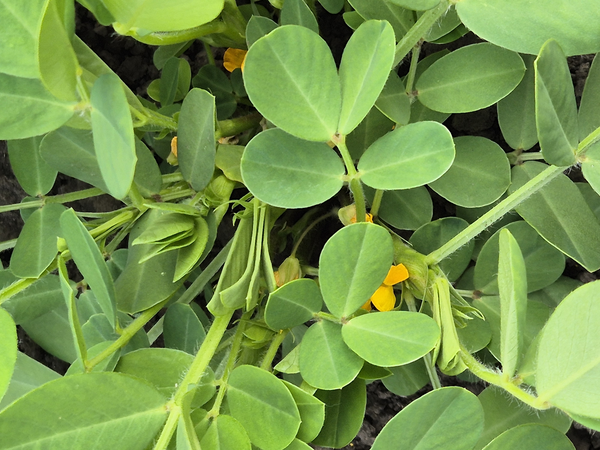 A close-up, high-angle shot captures a dense cluster of green peanut plants in Sozonivka, Ukraine. The plants have numerous oval-shaped leaves, some arranged in pairs, and the stems are covered in fine, white hairs. Small, yellow peanut flowers are visible amongst the foliage, peeking through the vibrant green leaves. The ground beneath the plants is dark brown soil. The image is well-lit, with natural light highlighting the textures and colors of the plants. There are no people or animals present in the scene.