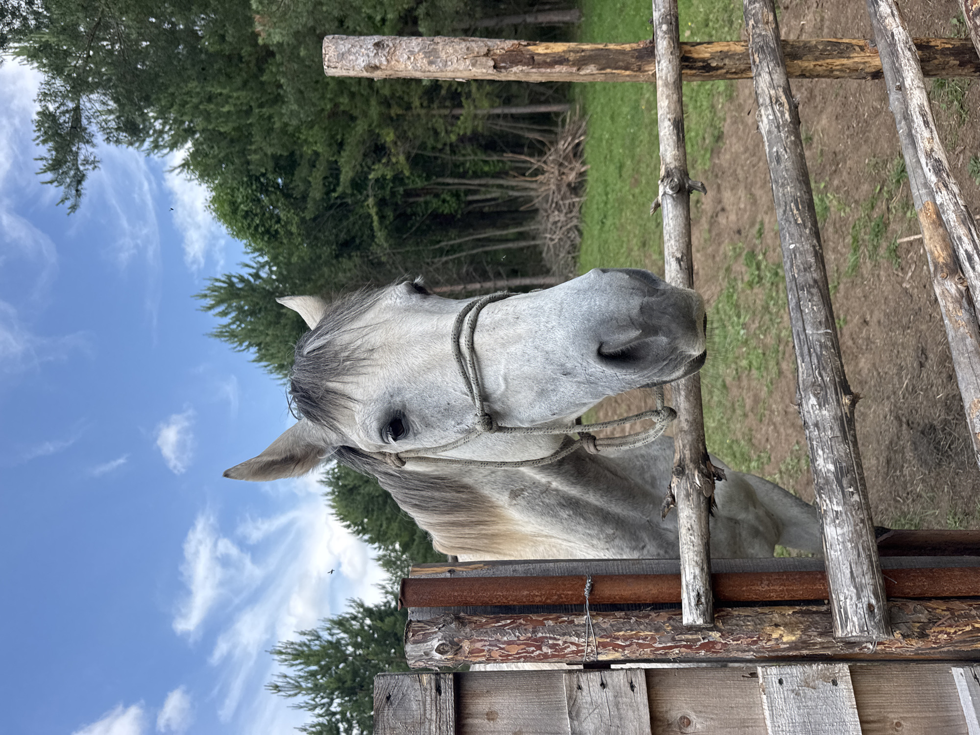 A close-up shot focuses on the head of a white horse with a grey mane, looking directly at the camera. The horse is wearing a rope halter. It is partially enclosed by a wooden fence made of rough-hewn logs and planks. The fence posts are weathered and some are covered in rust. In the background, a field of dry grass and scattered wood debris is visible, bordered by a dense forest of pine trees under a partly cloudy blue sky. A small bird is flying in the distance above the trees. The scene appears to be set in a rural area, potentially on the outskirts of Гольяны, Russia, given the natural landscape.