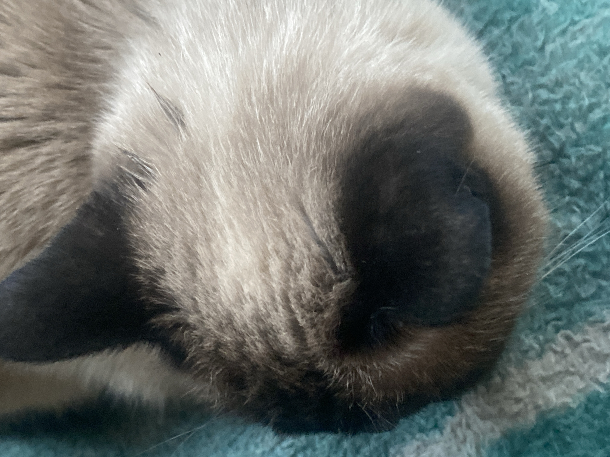 This is a close-up, horizontal, overhead shot of a Siamese cat's face, specifically its nose and surrounding fur, as it sleeps on a teal-colored, textured blanket. The cat's fur is a mix of light cream and brown shades, with darker brown or black markings around its nose and a prominent dark patch on its left cheek. The fur appears soft and fluffy, with individual hairs visible in detail. A few white whiskers extend from the muzzle area. The background is out of focus, showing the texture of the blanket, which has a slight sheen and appears to be made of a soft material like fleece or chenille. The lighting suggests it might be daytime, with natural light illuminating the scene and creating subtle shadows on the cat's face. No text is visible in the image. The cat's eyes are closed, indicating it is in a state of deep sleep, and the overall impression is one of peacefulness and comfort. The close-up perspective emphasizes the texture and subtle color variations in the cat's fur and highlights its facial features. There are no people or other objects present, the sole focus being the sleeping feline. The context of Almaty, Kazakhstan, is not visually represented in the image itself, but it provides a geographical setting for where this image was taken.