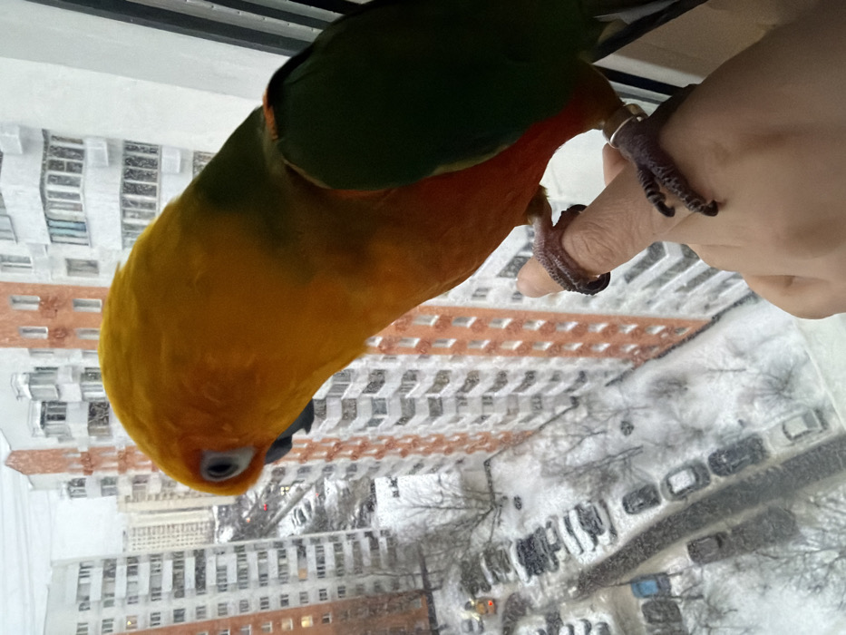 A brightly colored conure parrot, featuring a yellow head, orange chest, and green wings, is depicted in a close-up, perched on a human's index finger, looking out a window. Its dark eye is visible, and its grey talons grip the finger. A silver ring is partially visible on an adjacent finger of the light-skinned hand. Beyond the window, a snow-covered urban landscape characteristic of Khimki, Russia, unfolds under an overcast sky with light snowfall. Multiple high-rise residential buildings dominate the background; these structures are primarily white with distinct vertical and horizontal orange-brown paneling. Below the buildings, snow-covered parking lots contain numerous parked vehicles. Bare deciduous trees are interspersed throughout the ground level. A partially snow-covered road is visible in the mid-ground with faint indications of vehicle traffic. The scene conveys a winter day in a dense urban residential area.