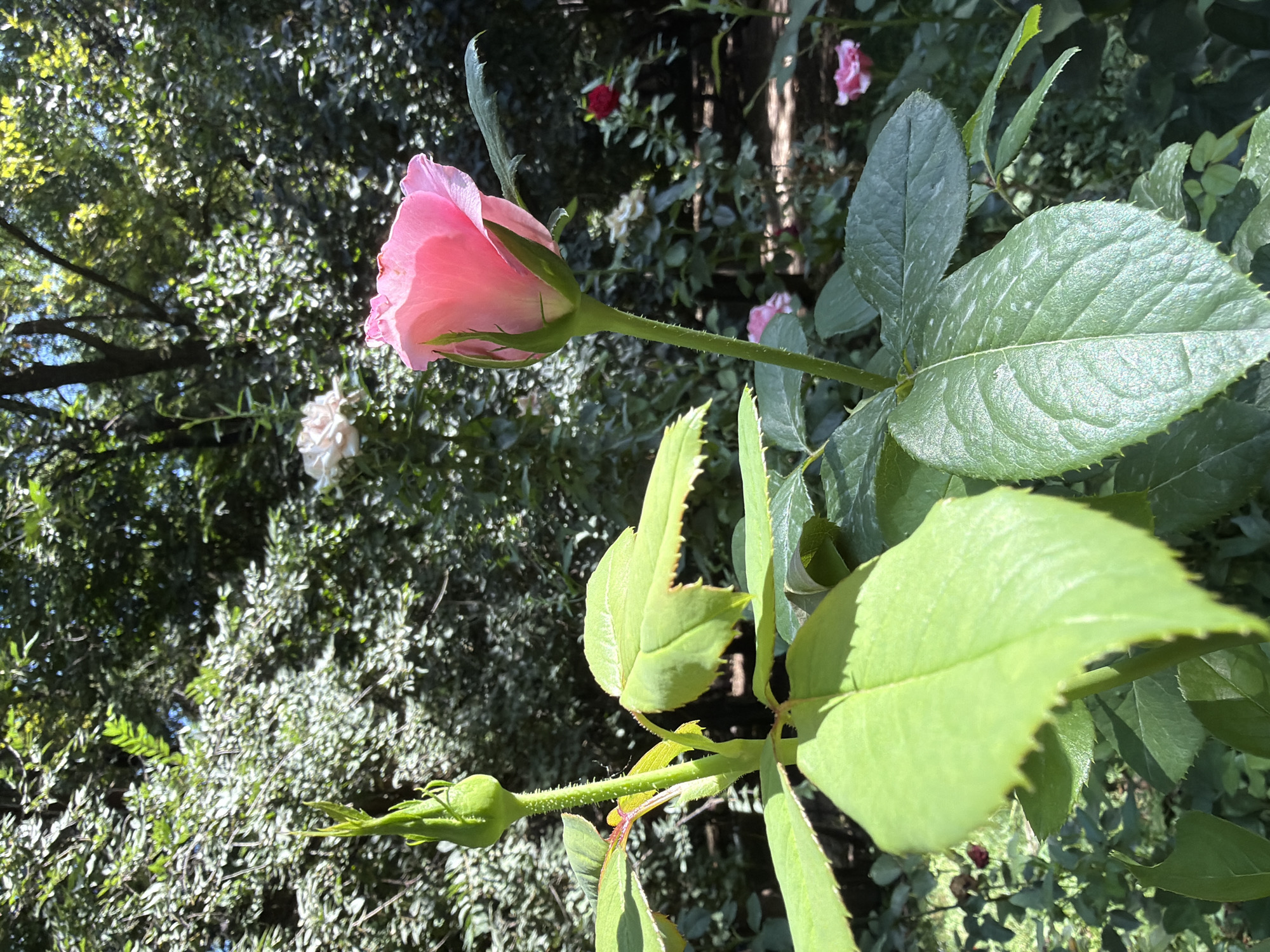 The image is a close-up shot of a pink rose in a garden setting, likely in Almaty, Kazakhstan. The rose is the main subject, with its delicate pink petals and green stem. In the background, there are other roses, some white and some red, as well as lush green foliage and trees, suggesting a well-maintained garden. The lighting indicates it is daytime, with sunlight filtering through the leaves. There are no people or animals visible in the frame. The focus is on the natural beauty of the roses and the garden.