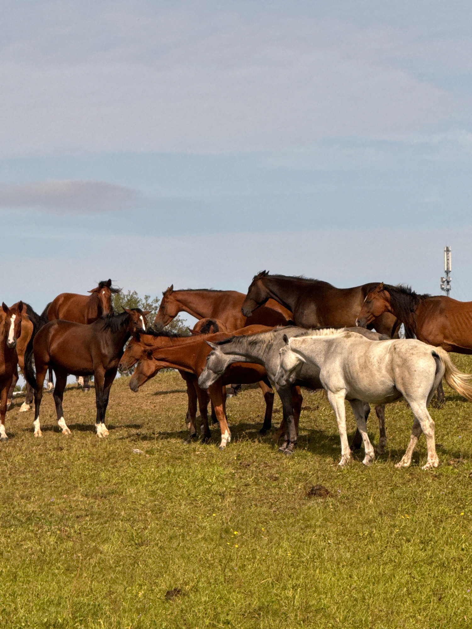 A herd of approximately ten horses, varying in coat colors from brown to white, stand in a grassy field under a pale blue sky with some scattered clouds. The horses are gathered together, some facing different directions. The terrain appears to be a gentle slope covered in green grass, with some dried patches and small yellow wildflowers. In the background, a few trees are visible, and further in the distance, a cell tower with multiple antennae stands on the horizon. The image captures a natural, rural environment, likely a pasture. There is no indication of human presence in the immediate scene, and the overall impression is one of a peaceful, natural gathering of animals. The location is identified as Galinė, Lithuania.