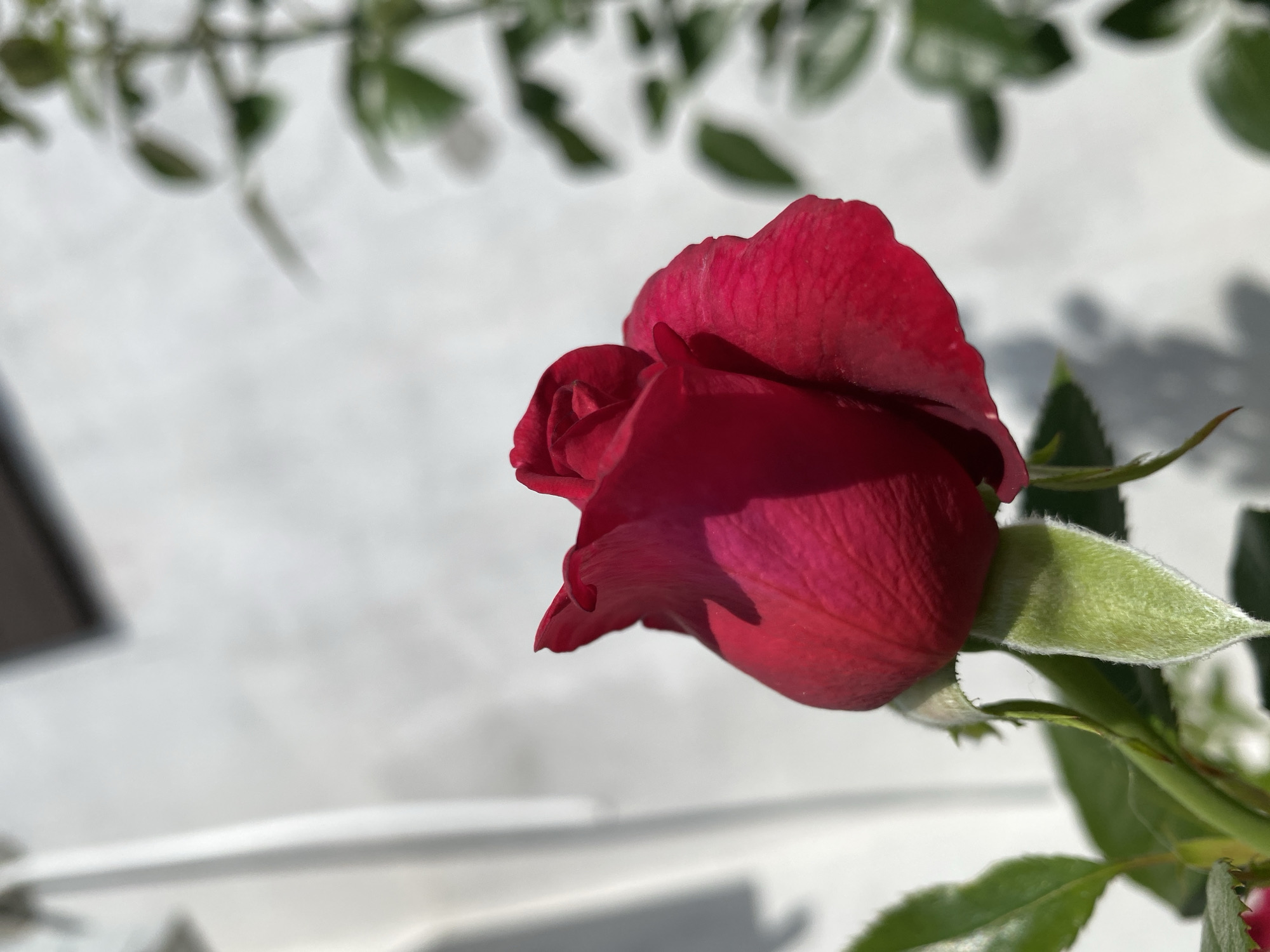 A close-up, eye-level, outdoor shot shows a single, unfurled red rose with deep crimson petals in sharp focus. The rose is positioned on the right side of the frame, with its stem and a few green leaves visible at the bottom. The background is softly blurred, featuring a textured white wall with shadows and the faint outlines of green foliage. The lighting suggests it is daytime, with the sun casting distinct shadows on the wall. The overall scene is static and peaceful.