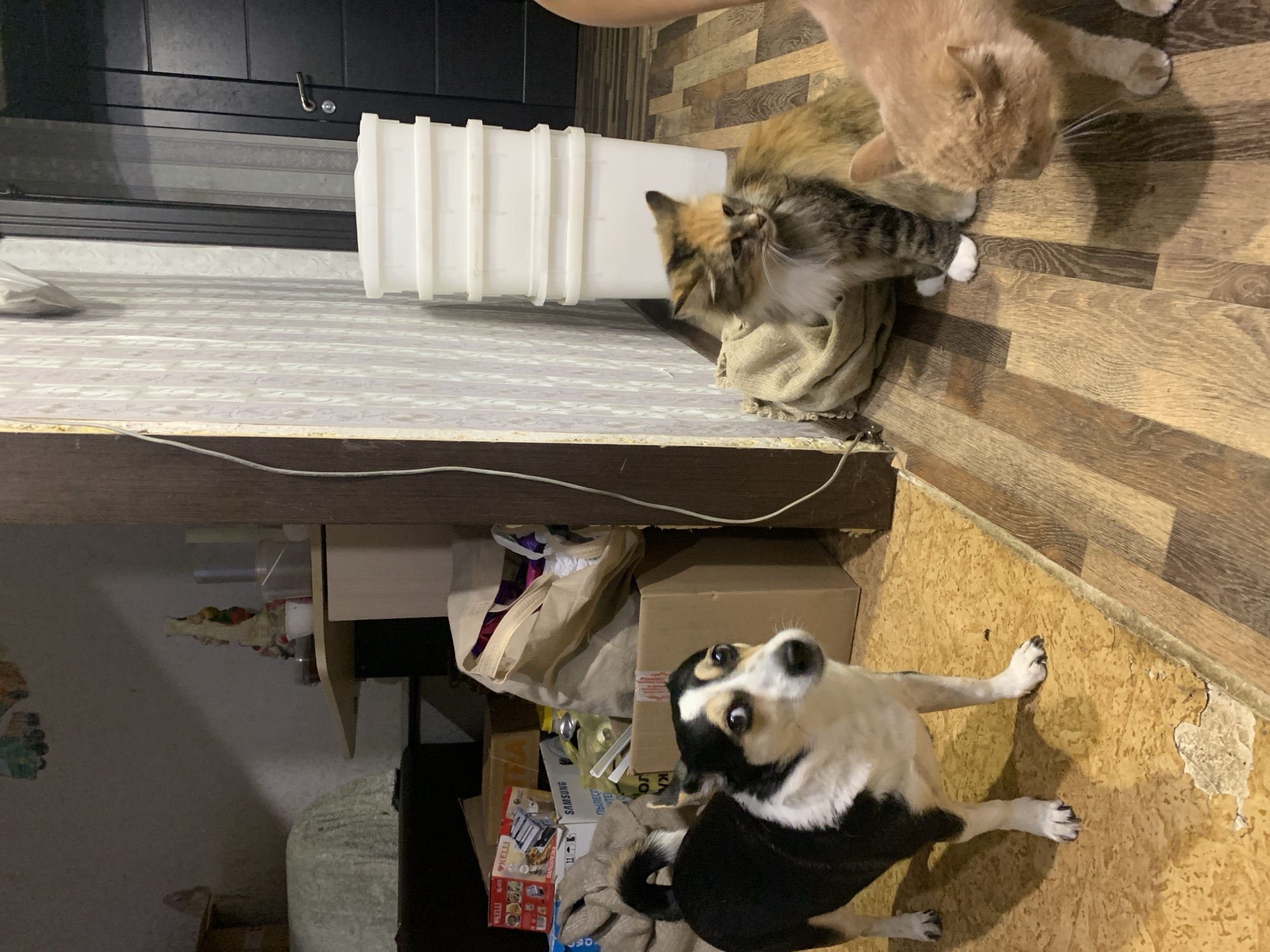 In a dimly lit room, possibly a storage area, a black and white dog with a curious expression stands on a worn wooden floor. Behind the dog, several cardboard boxes and a large tan fabric bag are piled up. To the right, a calico cat sits on a burlap sack, and a ginger cat is positioned in front of it, both looking towards the left. In the background, a stack of white plastic containers is visible against a wall with textured wallpaper. A dark door with a silver handle is also present on the right side of the frame. The overall impression is one of a cluttered, domestic space.