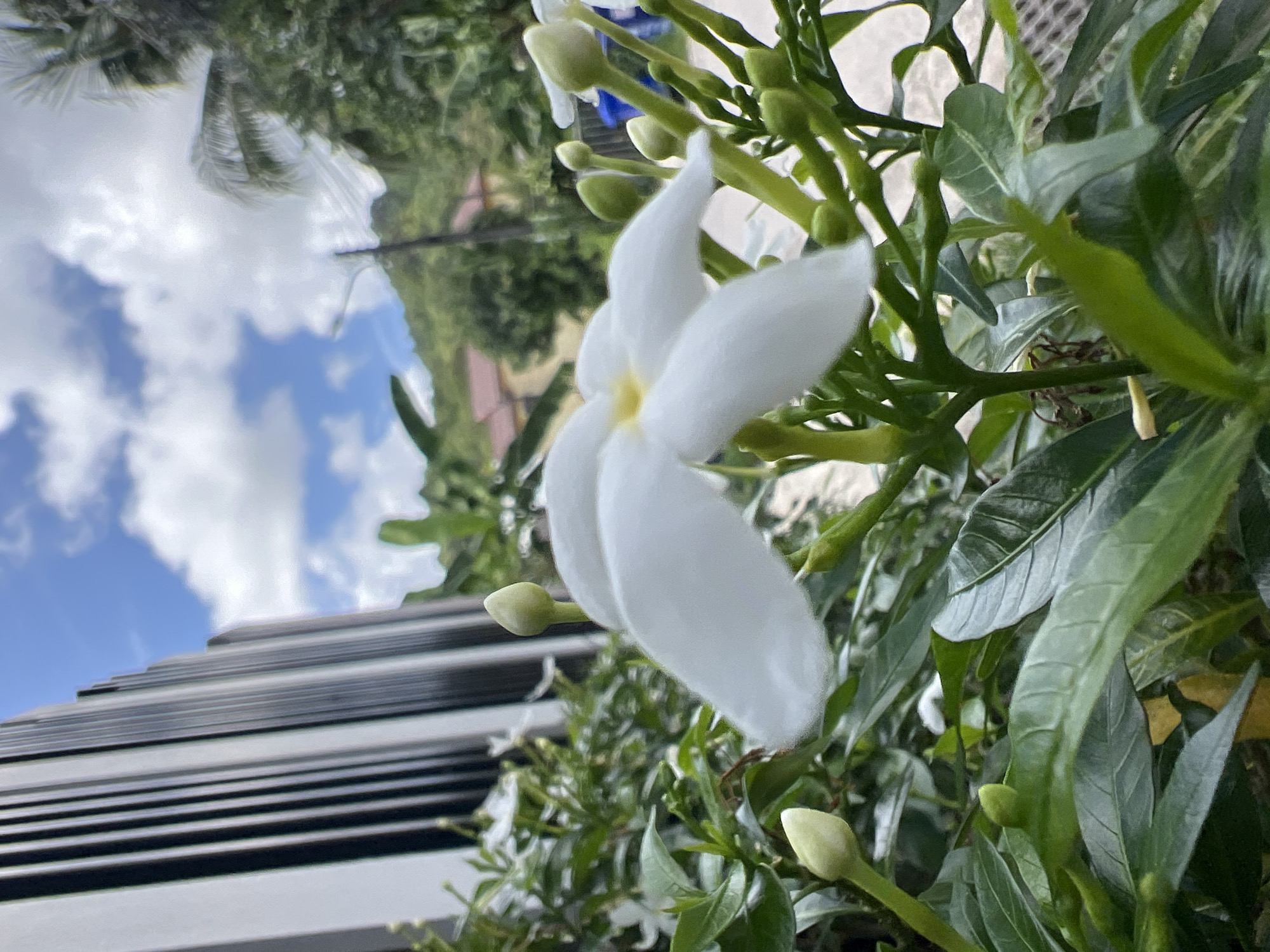 A close-up, low-angle outdoor shot captures a white flower with five petals and a yellow center, in sharp focus against a blurred background. The flower is part of a plant with green leaves and several unopened buds. Behind the plant, a grey, vertically striped fence runs along the left side of the frame. Further in the background, a lush green hillside with trees and a few buildings with reddish roofs can be seen under a sky filled with white, fluffy clouds. The environment appears tropical. The image was taken in Choeng Thale, Thailand.