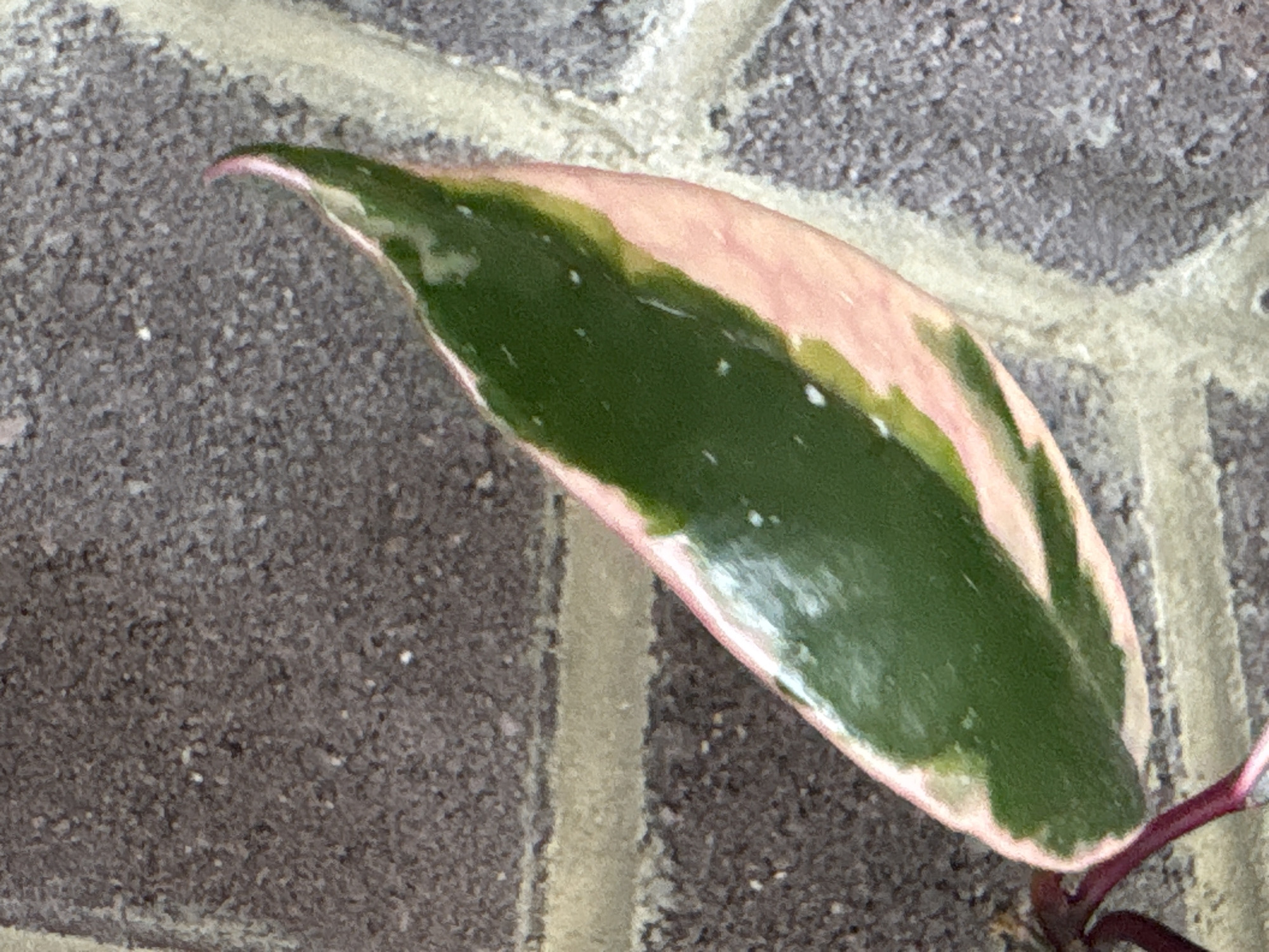 A close-up shot focuses on a single, variegated leaf of a plant, likely a Hoya Carnosa Tricolor. The leaf is predominantly deep green, with irregular patches of creamy white and soft pink along its edges and interspersed across its surface. Small, almost white speckles are scattered throughout the green areas. The leaf has a slightly waxy sheen and curves upwards towards its tip, which is tinged with pink. The plant's stem, a reddish-purple color, is visible curling from the bottom right corner of the frame.
The background consists of a textured surface that appears to be brick or stone paving. The individual units of the paving are rectangular and have a rough, speckled gray appearance. Light-colored grout lines separate these units, with one prominent line running diagonally across the upper portion of the image. The lighting suggests it is daytime, with no indication of extreme weather conditions. The overall mood is neutral and focuses on the natural beauty and texture of the plant and its surroundings. No text is visible in the image. The context provided indicates the location is Mikhaylovsk, Russia.