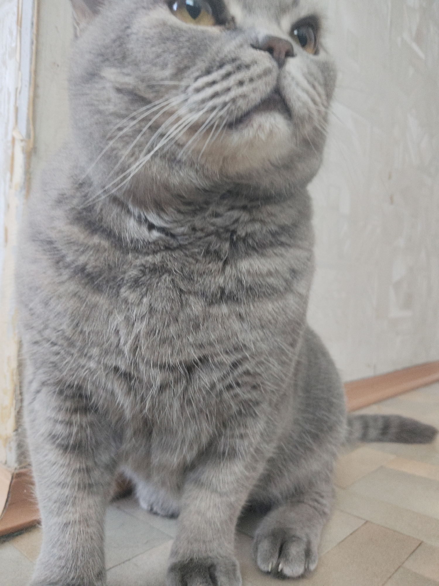 A medium close-up shot features a stout, short-haired grey cat sitting on an indoor floor. The cat, likely a British Shorthair or similar breed, has dense, plush fur in a uniform slate-grey color, often called "blue." Its distinctive round face is visible from a low angle, with striking yellow-amber eyes that are wide and focused upward and to the right. Long, white whiskers protrude from its muzzle. The cat's small, pink nose is also visible. Its front paws are tucked neatly beneath it, and part of its tail, showing subtle darker stripes, is visible on the light-colored floor to the right.
The cat appears alert and curious, with its gaze fixed intently on something outside the frame. Its body is angled slightly, emphasizing its sturdy build.
The background consists of a light-colored wall with visible texture. On the left side of the image, the wall shows signs of wear, possibly peeling paint or wallpaper in a cream or beige hue, revealing a darker layer beneath. A narrow, light-colored wooden or plastic trim runs along the bottom of the wall, separating it from the floor. The floor itself is made of light-toned tiles or laminate planks with a subtle pattern. The lighting is even, suggesting an indoor setting during the day or well-lit conditions. There is no visible text.