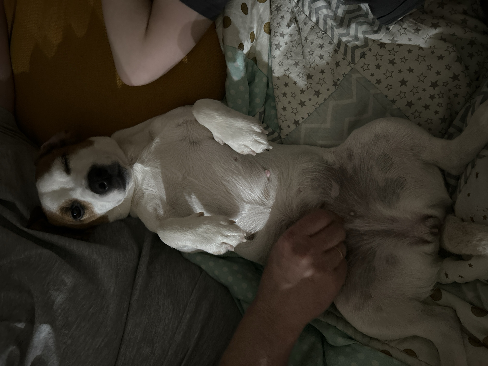 A Jack Russell terrier is lying on its back on a bed with star-patterned sheets, being petted by a human hand. The dog is mostly white with brown markings on its head. The environment includes pillows and bedding with varying patterns and textures. The image was taken indoors. There is no evidence this image was taken in Chaikovsky, Russia.