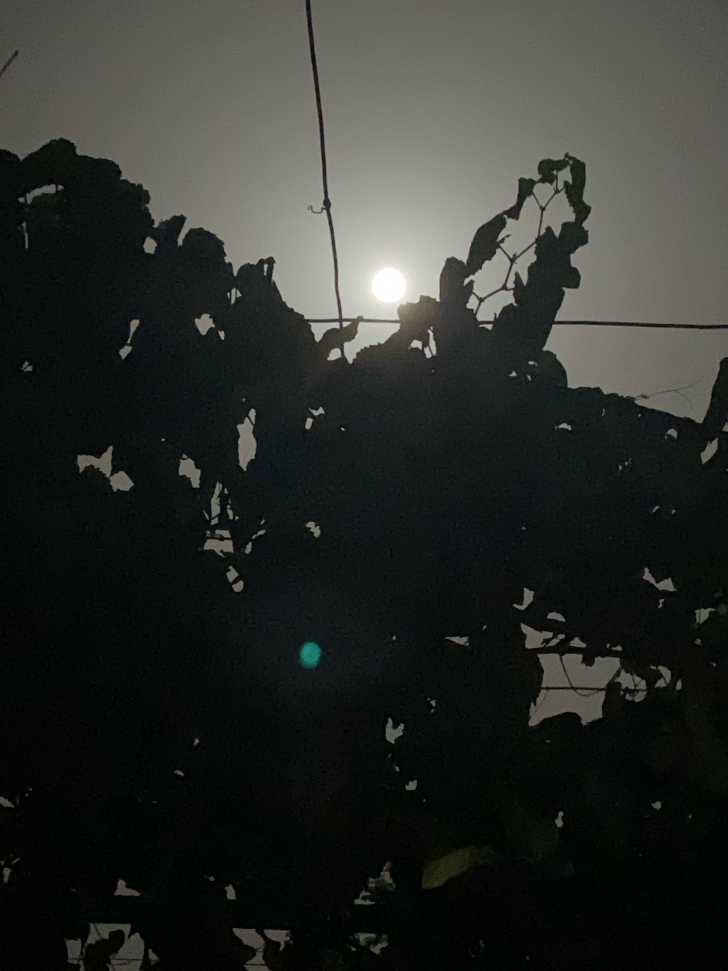 In Zgrade, Montenegro, a close-up, low-angle shot reveals a dark silhouette of foliage against a pale, hazy sky. The full moon is visible, partially obscured by the leaves, casting a soft, ethereal glow. A thin, dark wire stretches horizontally across the frame, and another vertical wire runs diagonally on the left side. A faint, circular greenish light is visible in the lower center of the image, possibly a lens flare or light reflection. The overall scene is characterized by deep shadows and muted light, creating a mysterious and tranquil atmosphere.