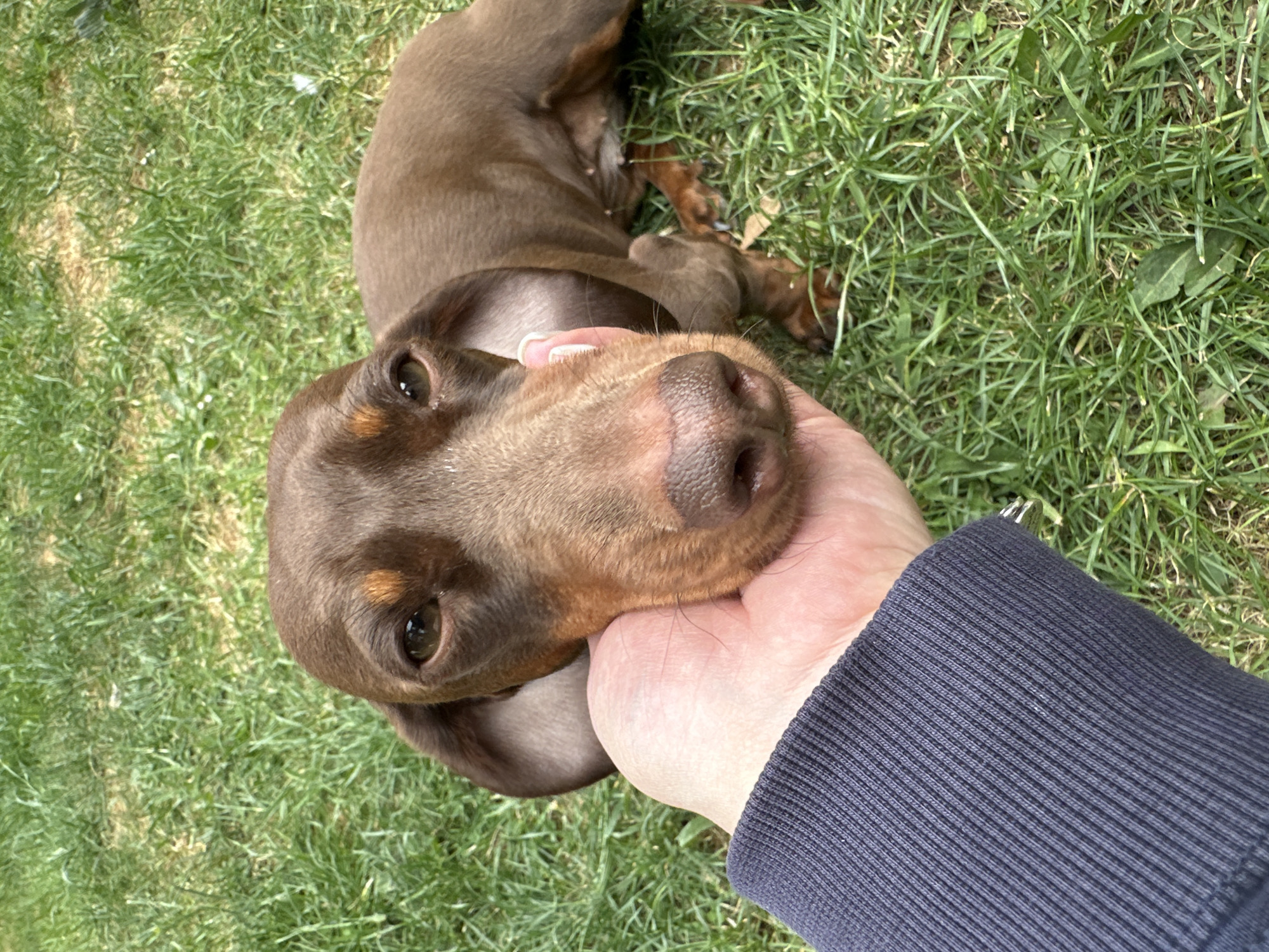 A brown dachshund lies on green grass. An individual's hand holds the dog's face. The individual wears a navy blue long-sleeved shirt. The location is unknown.