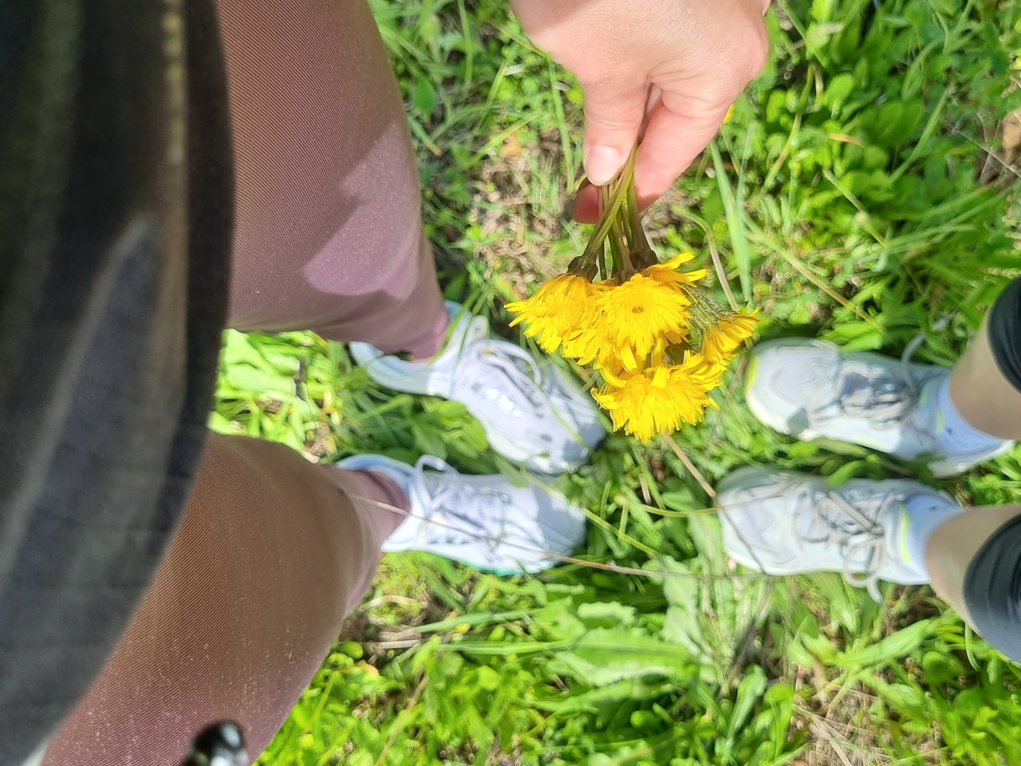 An overhead photograph captures a scene from above, showing the legs and feet of two individuals standing in lush green grass, likely in an outdoor setting in Chaikovsky, Russia. A person's hand, with fair skin, is prominently featured in the center, holding a small bouquet of freshly picked, bright yellow dandelions with their green stems.
On the left side of the frame, the lower leg of one individual is visible, dressed in brown or reddish-brown leggings and a light-colored sneaker. A darker fabric, possibly a jacket or garment worn by the person holding the camera, partially covers the upper left. On the right side, the lower leg of a second individual is seen, wearing dark shorts or trousers and a light-colored sneaker with subtle light green or yellow detailing.
The ground is predominantly covered in vibrant green grass, interspersed with some broader leaves, likely those of dandelions, and occasional patches of visible soil. The lighting is bright and even, indicating a sunny day. The activity depicted is the collection of dandelions, suggesting a leisurely and pleasant moment spent enjoying nature. There is no visible text in the image. The footwear implies casual attire suitable for outdoor walking or recreation.