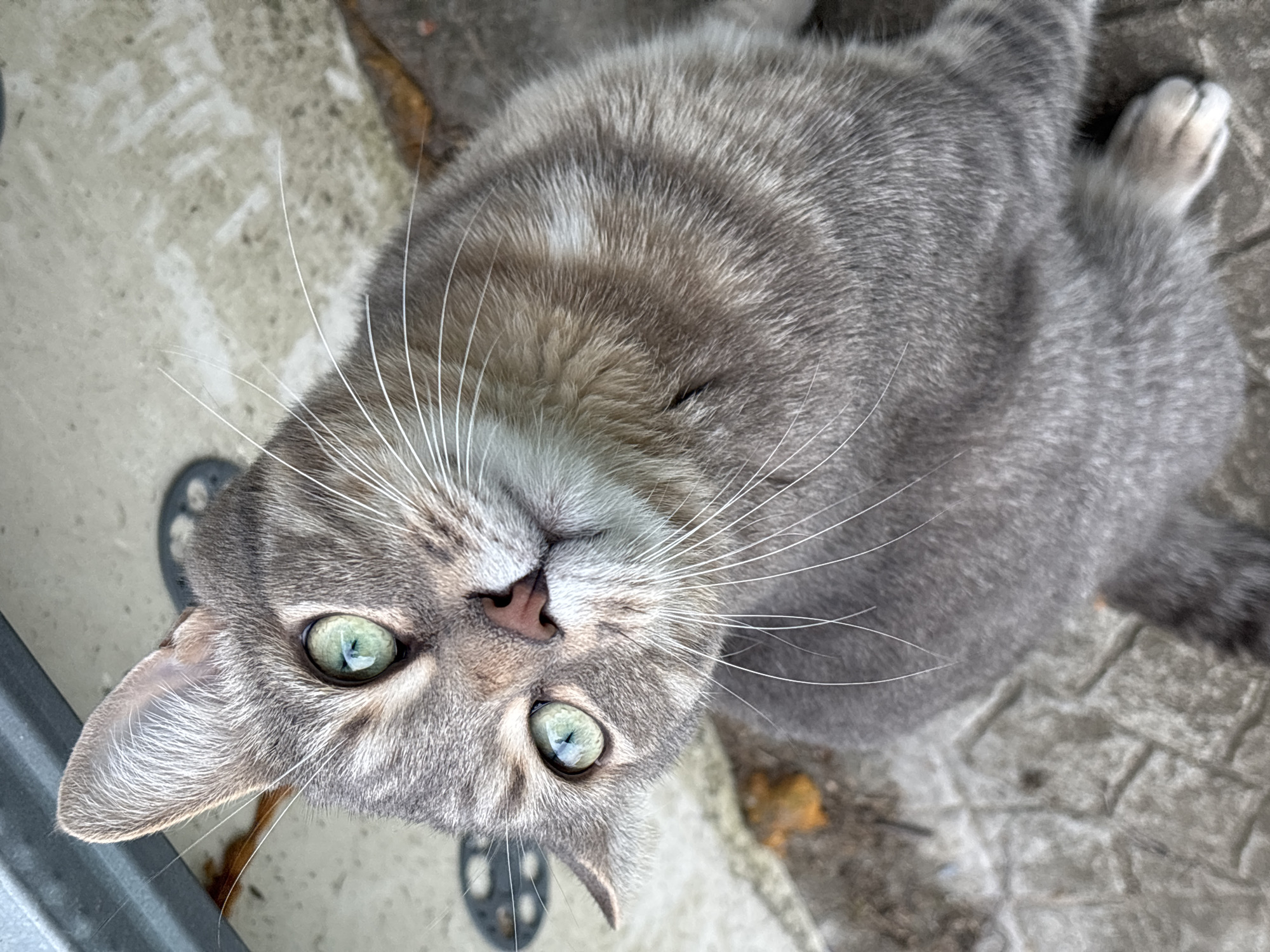 A gray tabby cat with green eyes looks up at the camera. The cat's face is tilted, and it has a pink nose and long white whiskers. The background is a blurred outdoor scene of concrete and possibly brickwork. The city of Мещёры, Russia, cannot be determined from the information in the image.