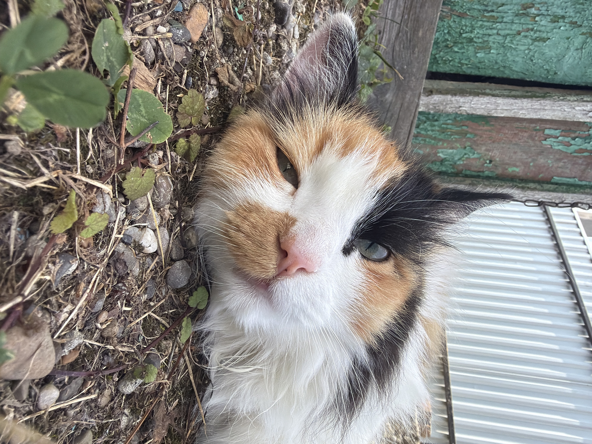A close-up, low-angle shot shows a calico cat lying on its side on a bed of gravel, dry grass, and small green plants. The cat's head is in the foreground, filling most of the frame. Its fur is a mix of white, orange, black, and tan. One eye is open and appears greenish-blue, while the other is partially closed. The cat's pink nose is prominent. Behind the cat, a weathered wooden fence with peeling green paint stands to the left, and a corrugated metal fence is visible to the right. A metal chain hangs from an unseen structure above. The scene suggests an outdoor, possibly rural or neglected, environment.