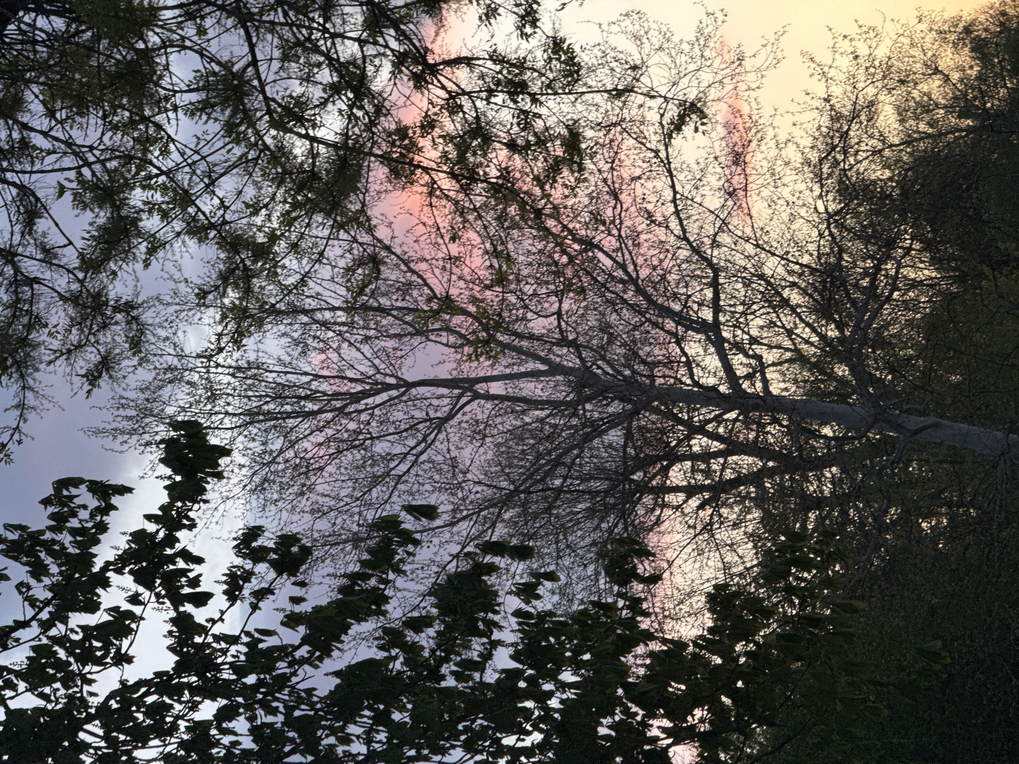 The image displays a serene outdoor scene looking upwards through a dense canopy of trees against a vibrant, multi-colored sky. The dominant subjects are the silhouettes of tree branches and some foliage, intricately patterned against the light.
The sky exhibits a dramatic gradient of colors, suggesting either sunrise or sunset. On the left, it transitions from a pale blue-grey to a soft lavender. Towards the center and right, it becomes a warm blend of pinks, reds, and golden yellows, indicating the presence of indirect sunlight.
The trees themselves appear to be a mix, with some branches densely covered in dark green leaves, particularly in the lower and left portions of the frame, while others are bare or sparsely leaved, forming delicate, skeletal structures against the colorful backdrop. A thicker tree trunk is visible extending upwards and to the right, with its larger branches stretching across the frame.
There is no discernible activity or event taking place, emphasizing the natural, tranquil ambiance. No people or man-made objects are visible. The atmosphere is one of peaceful natural beauty, capturing a moment of transition in daylight. The location context provided is Sofia, Bulgaria. No visible text is present in the image.