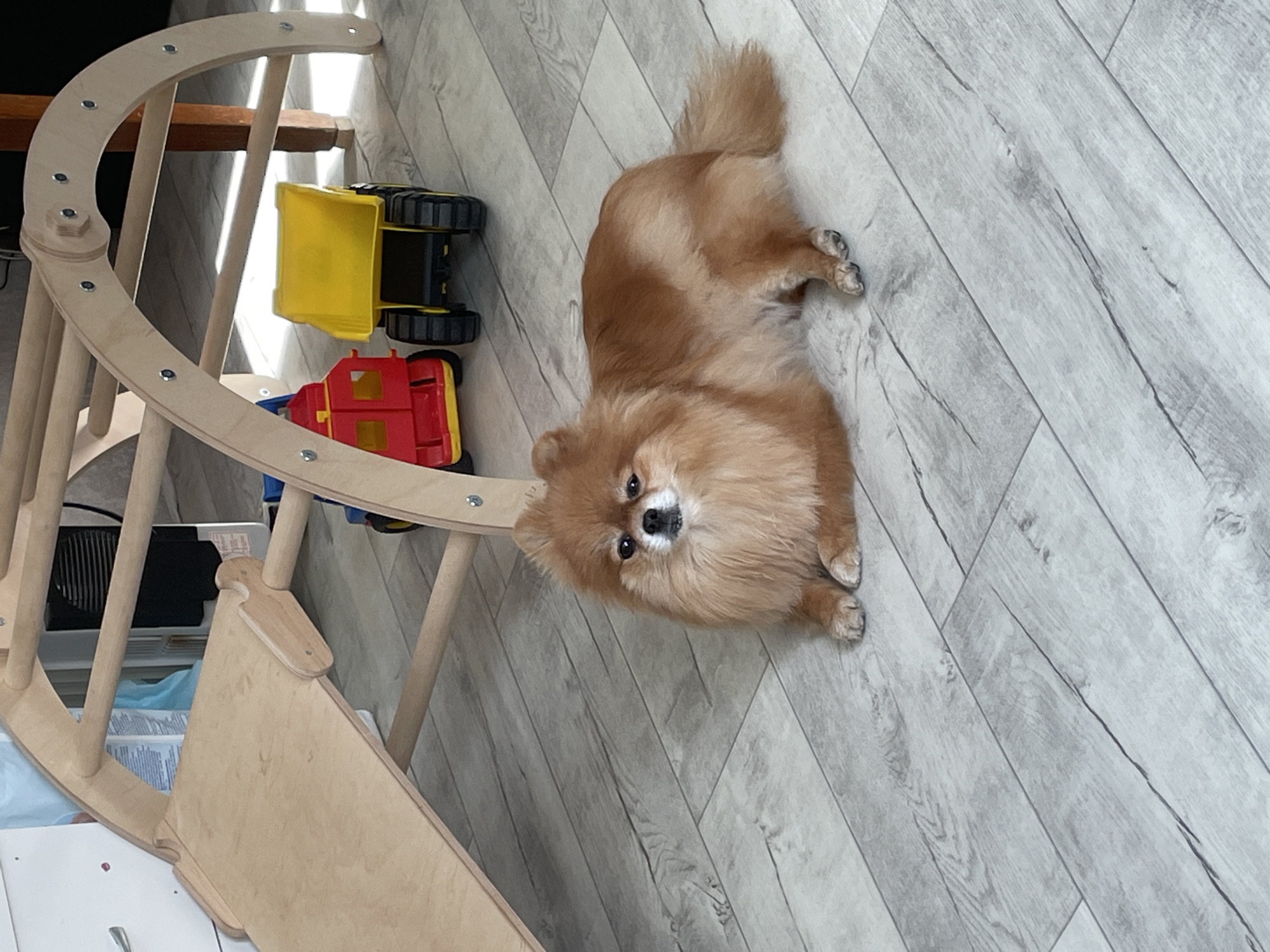 A medium-sized, long-haired, light-brown dog lies on a light-grey wooden floor. The dog is facing the camera. The dog has small, rounded ears, and a short tail. To the left of the dog, partially visible, is a wooden children's play structure with a slide. Near the play structure are two toy trucks: one yellow and black, and the other red and blue. The scene is indoors. It is unknown if the location is in Perm, Russia.