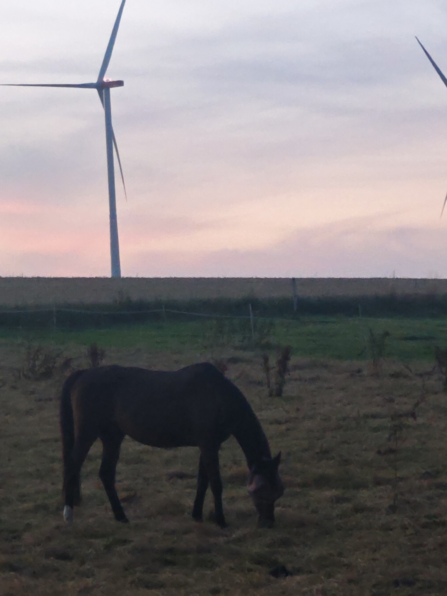 The image depicts a horse grazing in a field with wind turbines in the background. The sky shows a gradient of colors, suggesting either sunrise or sunset. The field is covered in dry grass and some scattered vegetation. A fence line is visible in the middle ground, separating the foreground field from a more cultivated or fallow field behind it. The wind turbines are tall structures with three blades each, typical of wind farms. One turbine is positioned to the left of the frame, and another is partially visible on the far right. The overall scene suggests a rural or semi-rural environment, likely a farmland area. The location is specified as Lügde, Germany.