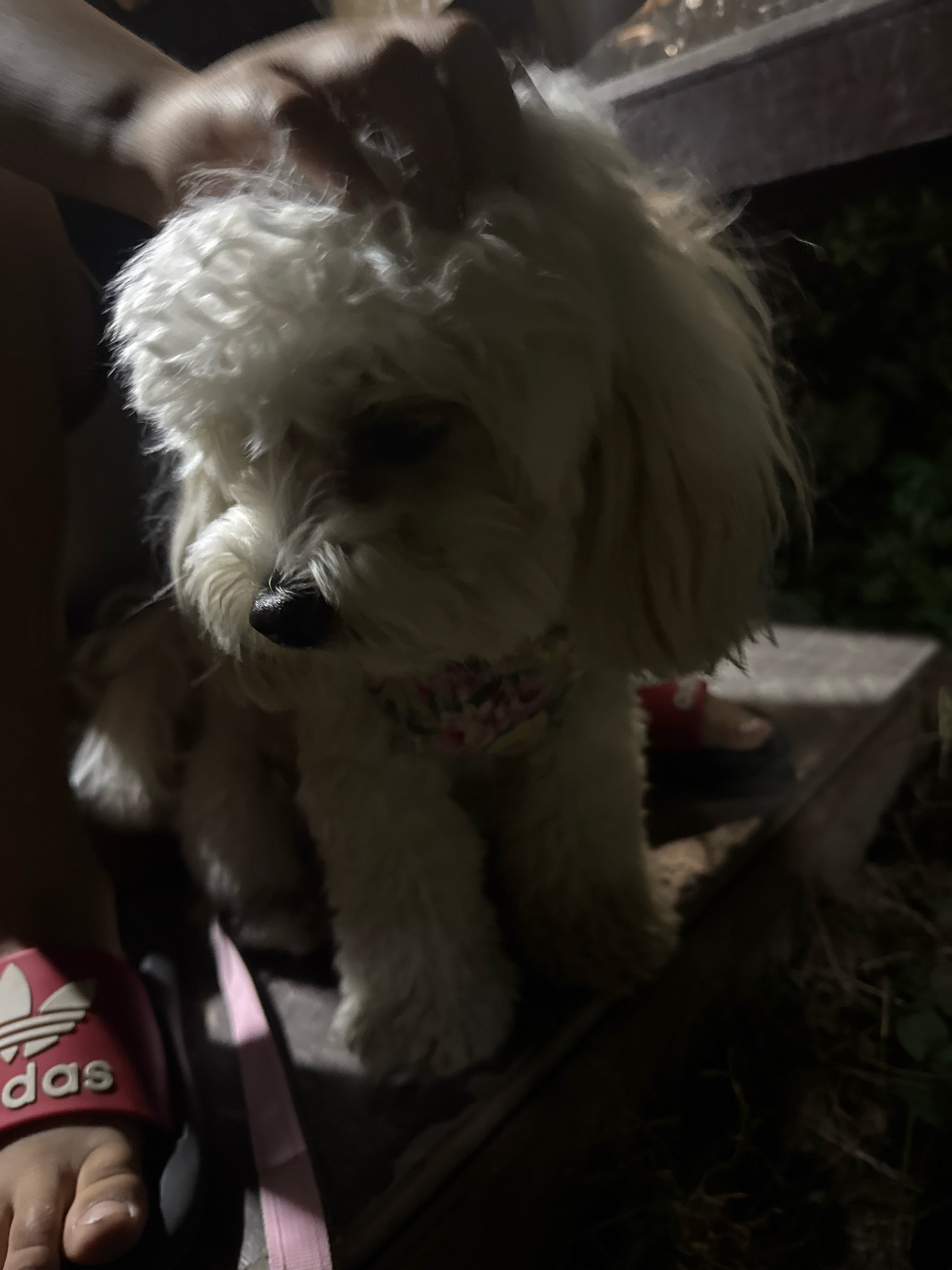 A small, fluffy white dog with a floral collar is being petted by a person's hand. The dog is sitting on a wooden surface, possibly a bench or a step, outdoors at night. The background is dark, with some foliage visible. A person's foot wearing a pink Adidas slide sandal is visible in the lower left of the frame. The scene appears to be in a semi-rural or residential area, potentially in Кашка-Суу, Kyrgyzstan, given the context.