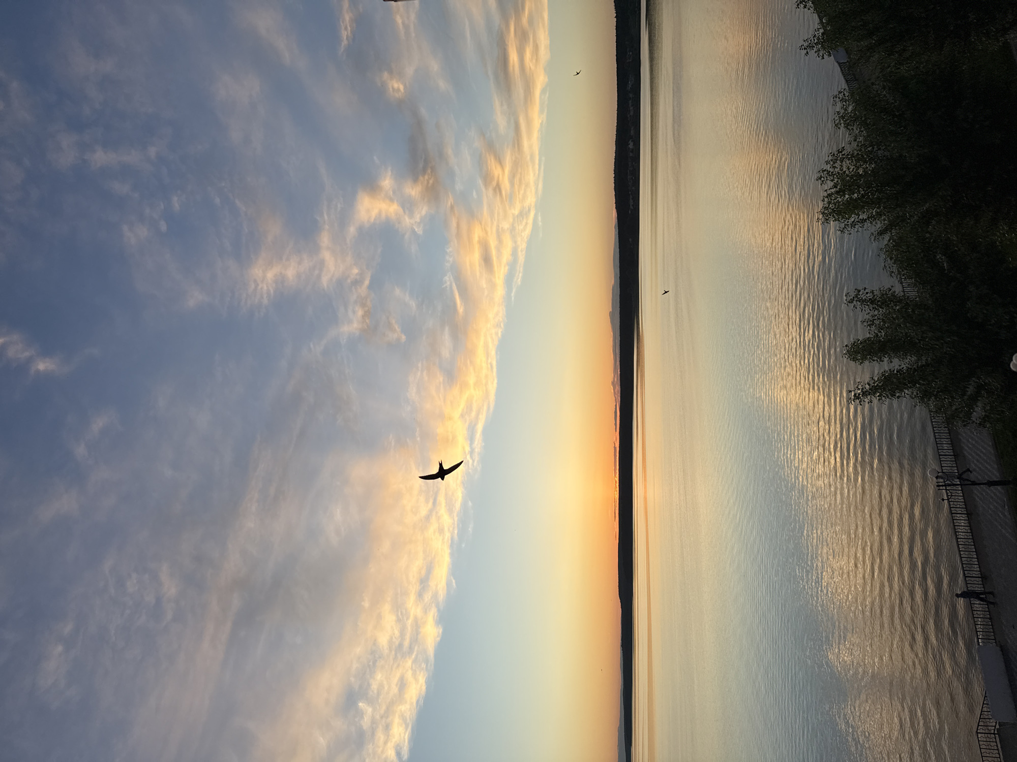 The image depicts a tranquil waterfront scene at either sunrise or sunset in Votkinsk, Russia. The sky on the left (when correctly oriented) transitions from a clear blue to warm golden and orange hues closer to the horizon, dotted with wispy, scattered clouds partially illuminated by the low sun. A prominent silhouette of a bird, likely a swallow or swift, is captured in mid-flight against the brighter part of the sky, with a couple of smaller bird silhouettes visible in the distance.
The right side of the image features a calm body of water, possibly the Votkinsk Reservoir, reflecting the sky's colors with shimmering golden streaks on its gently rippled surface. A dark, distant landmass, likely a shoreline with trees or hills, marks the horizon. Along the immediate right edge of the water, a paved promenade or walkway runs parallel to the water's edge, bordered by a dark metal fence or railing. Dark green foliage, comprising trees or bushes, partially frames this foreground area. A faint, small silhouette of a person can be seen standing near the fence on the promenade, adding a subtle human element to the otherwise natural landscape. The scene conveys a sense of peaceful serenity. No visible text is present.
