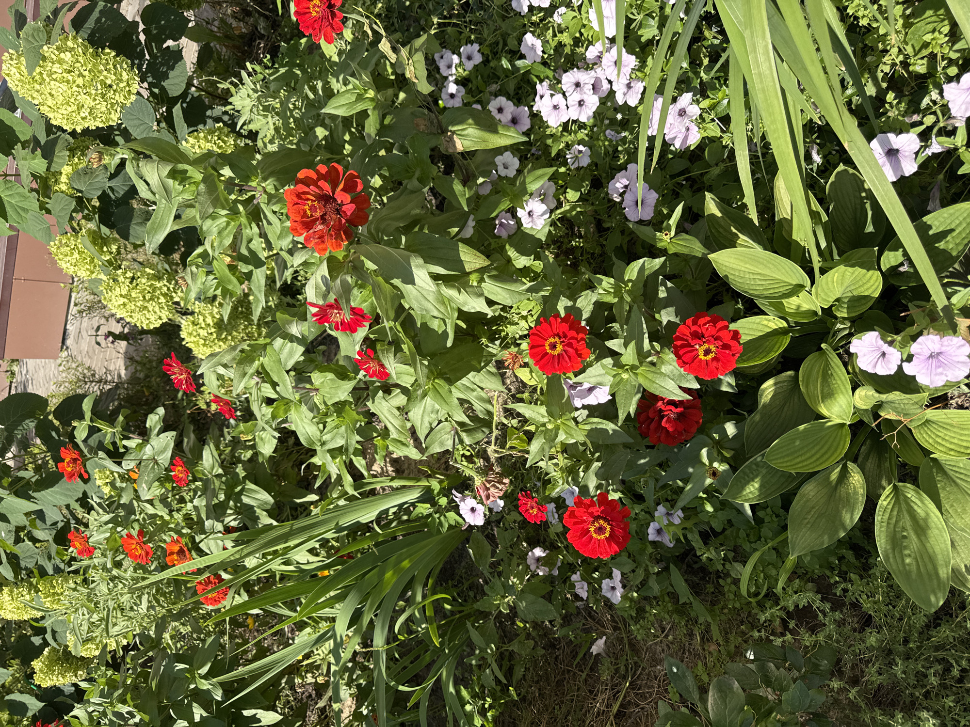 The image depicts a vibrant flower garden bathed in sunlight, suggesting an outdoor setting. The primary subjects are various flowering plants, predominantly red zinnias with their characteristic layered petals and bright yellow centers, interspersed with delicate light purple petunias. There are also large, greenish-yellow hydrangea blooms providing a contrasting texture and color to the scene. Lush green foliage, including tall, sword-like leaves and broader hosta leaves, fills the frame. The ground is covered with a mix of soil, mulch, and smaller green plants. In the background, a portion of a building with brown siding and a paved surface, possibly a walkway or patio, are visible. The lighting suggests it is daytime, with strong shadows indicating the sun's position. The composition is tightly cropped on the flowers and greenery, creating an intimate view of the garden. Based on the specific combination of flora and architectural style, this scene is likely situated in a private garden or park within the city of Kazan, Russia, possibly in the historical district or a well-maintained residential area. There are no people or animals visible in the image.