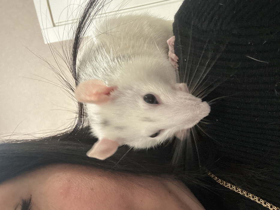 A white rat with pink ears peers down, its whiskers prominent. The rat rests against a dark fabric, possibly a sweater. Human hair is visible in the upper left, suggesting the rat is perched on or near a person. The lower left corner reveals part of a human face. The rat's dark eyes focus downward, creating a close and intimate portrait.