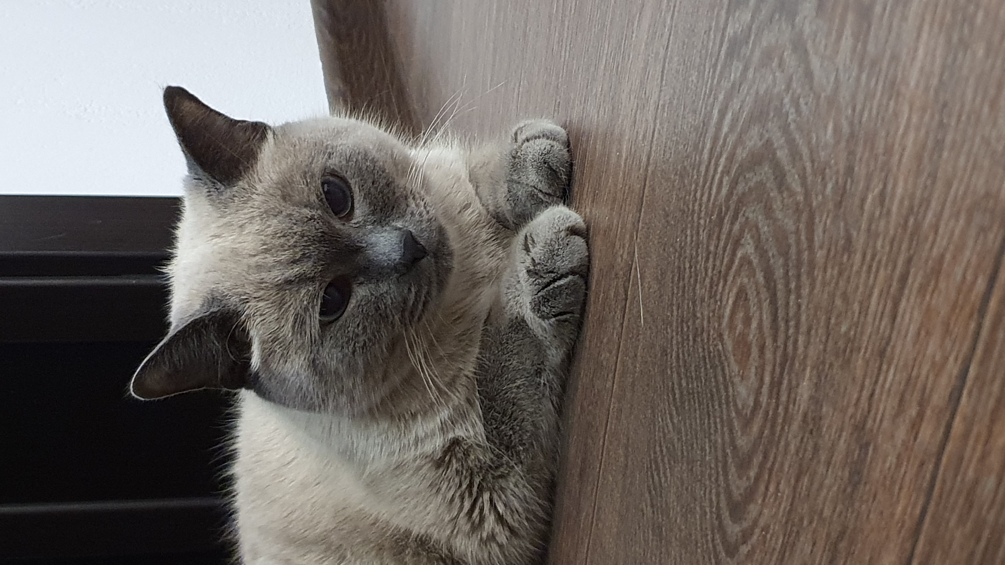 A light brown and grey cat with dark eyes and ears is lying down on a dark brown wooden floor. The cat is positioned in the center of the frame, facing slightly to the right with its paws tucked underneath its body. The background is dark and out of focus, suggesting an indoor environment. The image was taken in Krasnoyarsk, Russia.