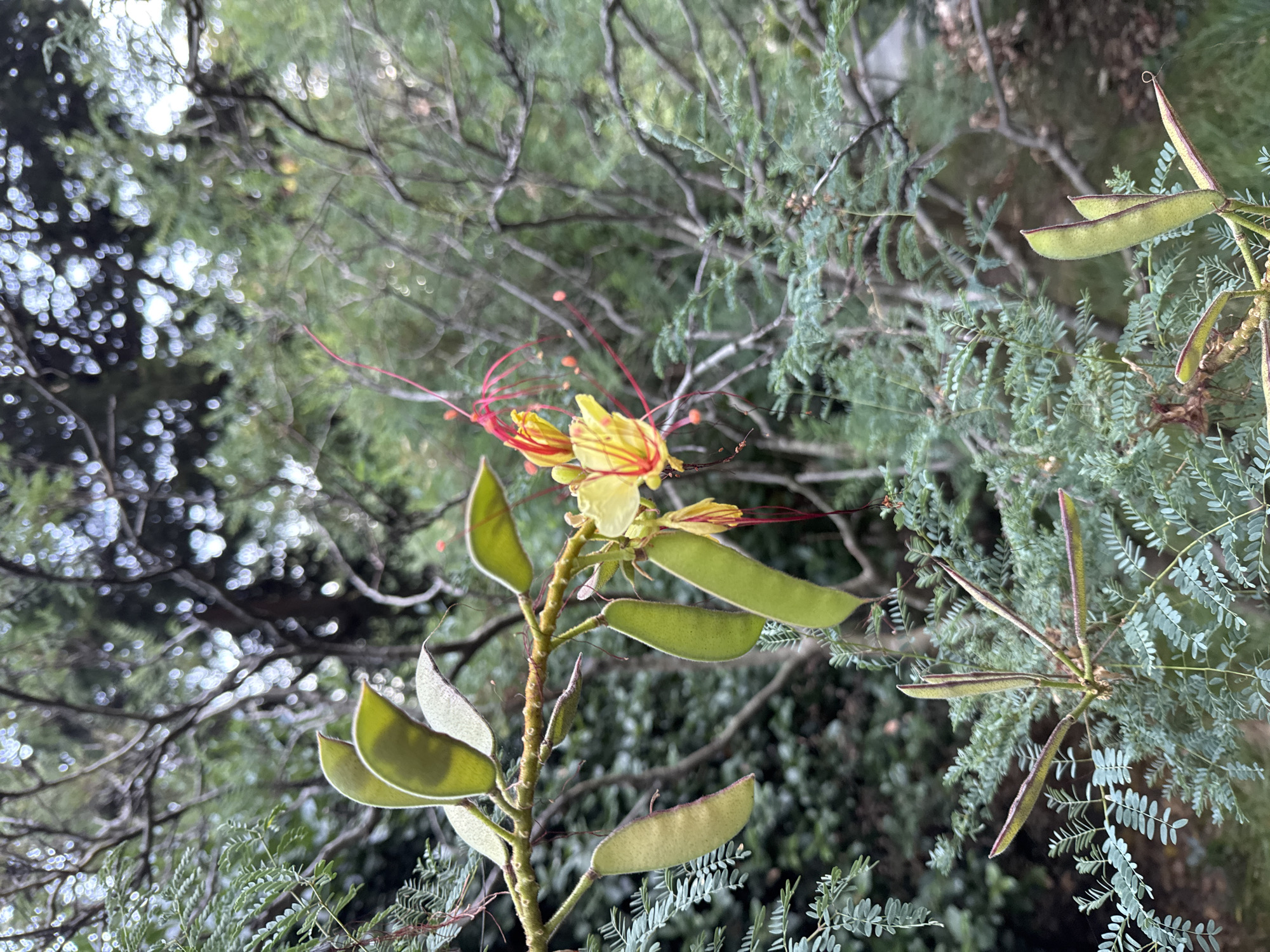 The image captures a close-up view of a plant with small, delicate yellow and red flowers and elongated green seed pods. The plant's branches are visible, covered in small, feathery green leaves. The background is a soft blur of green foliage and tree branches, suggesting an outdoor setting. The lighting appears natural, indicating it was taken during the day. There are no people or animals present in the image. The scene is set in a natural environment, likely a garden or park. The specific location in Yalta, Ukraine cannot be determined from the image alone.