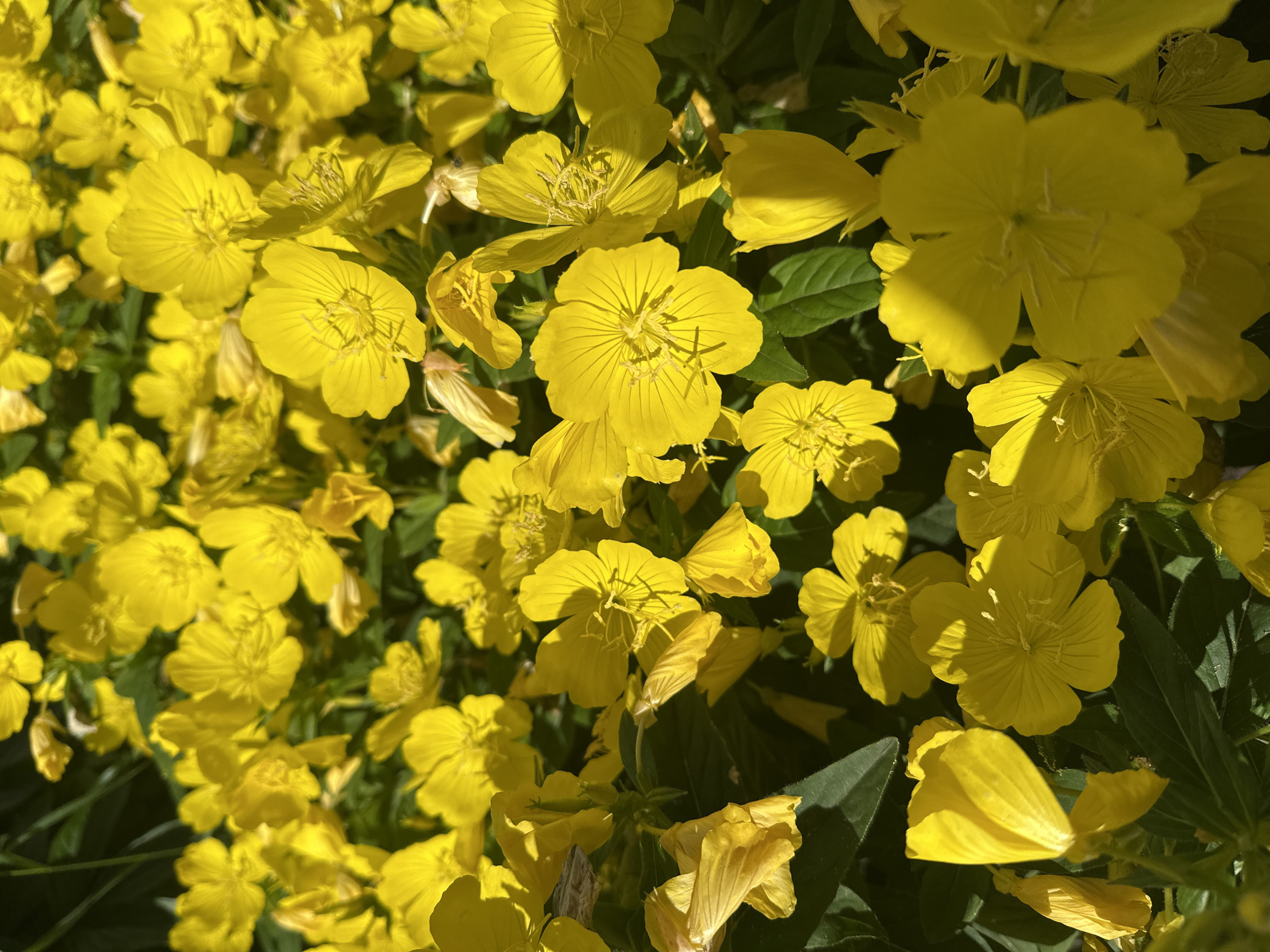 The image depicts a dense cluster of bright yellow flowers, likely Evening Primroses, in full bloom. The flowers are varied in their stage of opening, with some fully unfurled, revealing their delicate petals and prominent stamens, while others remain in bud form. The petals are a vibrant yellow, some appearing translucent due to the sunlight filtering through them. Dark green foliage is interspersed among the blossoms, providing a contrasting backdrop. The scene is illuminated by what appears to be natural sunlight, casting shadows and highlighting the texture of the petals. There are no people or animals visible in the image. The setting is an outdoor natural environment. There is no information in the image that would allow for the identification of its specific location within the city of Togliatti, Russia.