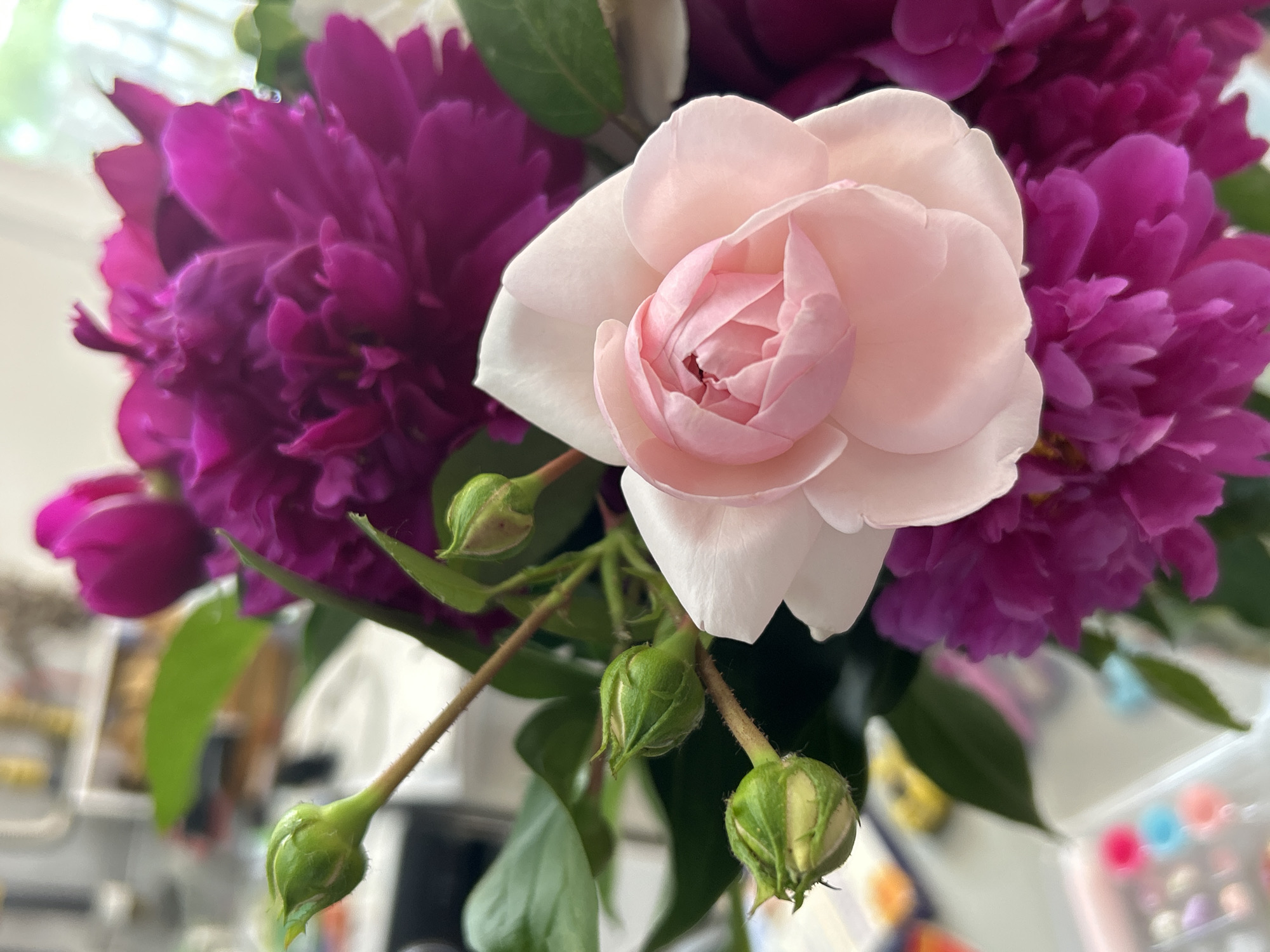 This is a close-up, high-angle, medium shot of a bouquet of flowers. The subjects are a light pink rose in the center, surrounded by vibrant magenta peonies. Several green flower buds are visible on thin stems in the foreground, suggesting the bouquet is still developing. The lighting is bright, indicating it's daytime, and the background is softly blurred, hinting at an indoor setting, possibly a home or a florist's shop. The focus is sharp on the delicate petals of the rose and the lush texture of the peonies. There are no people visible, nor any text. The overall mood is serene and natural, highlighting the beauty of the blooming flowers.