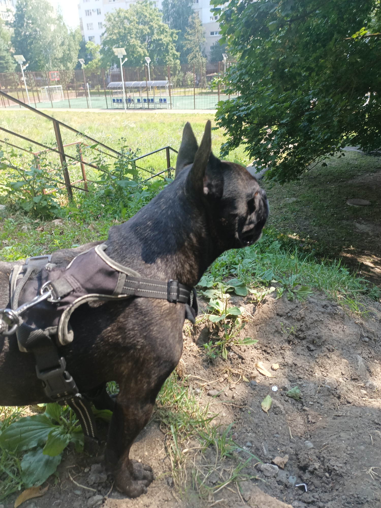 A dark-colored French bulldog wearing a black harness stands on a dirt patch surrounded by green grass and foliage in a city park. The dog is facing to the right, with its head turned slightly away from the camera. In the background, a chain-link fence encloses a sports field with a basketball court and goals. Beyond the fence, trees and a building can be seen. The ground is uneven, with patches of dry leaves and small stones scattered around. Sunlight casts shadows on the ground, indicating a sunny day. The scene appears to be in an urban setting, likely a public park or recreational area.