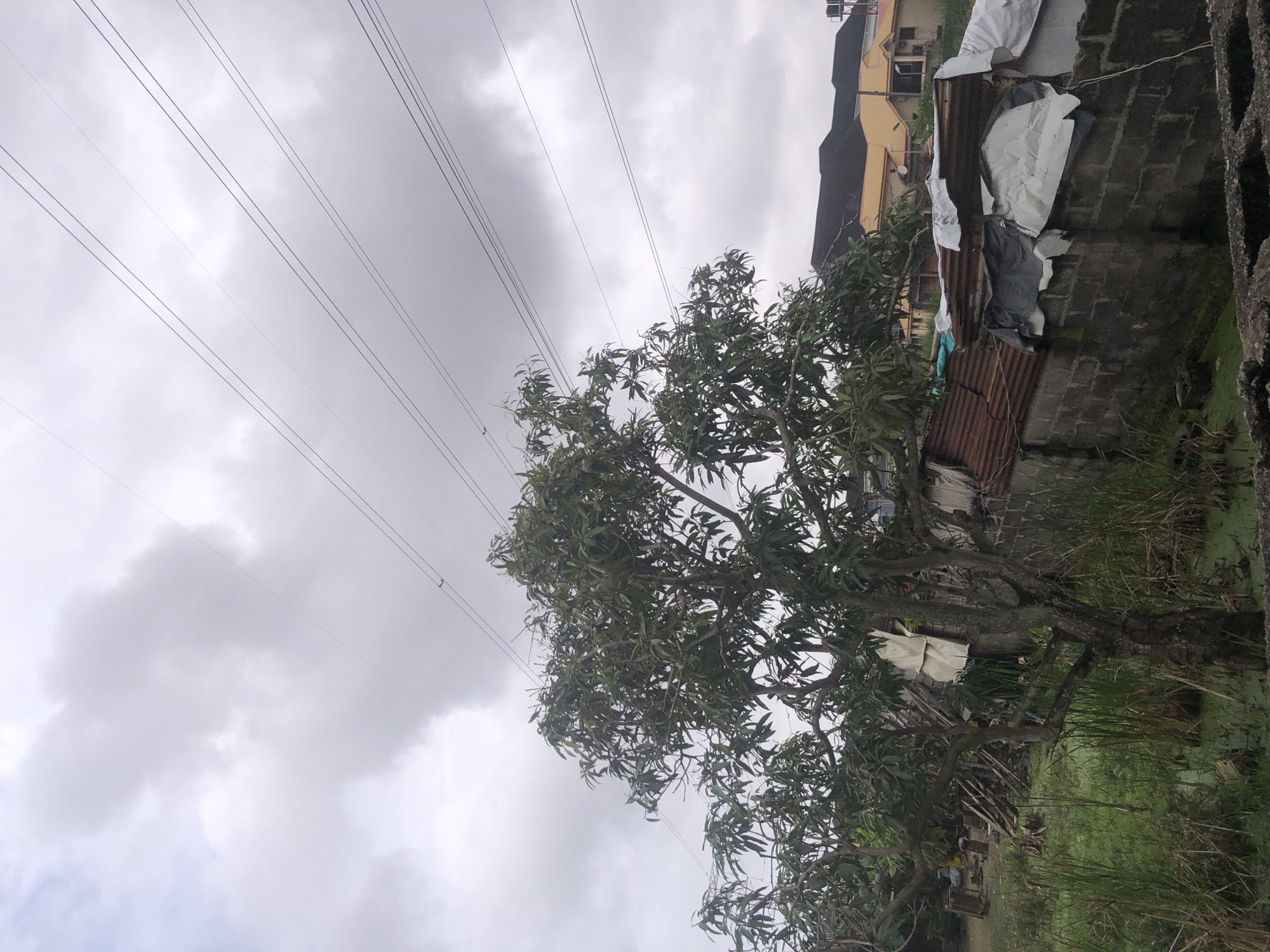 The image depicts an outdoor scene under a cloudy sky, likely in Ado, Nigeria. In the foreground, a mature tree with dense foliage stands to the left of the frame, its branches extending towards the sky. To the right, a wall constructed of grey cinder blocks is visible, topped with a makeshift roof of corrugated metal and tarpaulin sheets. Beyond the wall, several buildings with dark-tiled roofs and some with yellow facades are apparent. The ground around the tree and the wall appears to be marshy with visible green water and tall grasses. Multiple power lines stretch diagonally across the sky in the upper portion of the image. No people are visible.