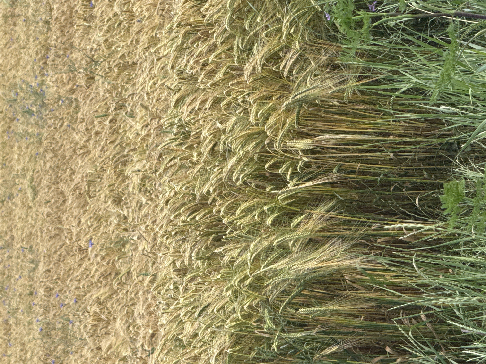 The image displays a vast agricultural field located in Vetren, Bulgaria, primarily cultivated with a cereal crop, consistent with barley or wheat, under natural daylight conditions. The foreground features a strip of lush green grasses and broad-leafed plants along the bottom edge, bordering the main crop. The midground consists of densely packed grain stalks, exhibiting a range of ripeness from yellow-green to light golden-brown, with prominent seed heads that appear to be swaying gently. The background shows the field receding into the distance, appearing as a broad expanse of predominantly golden-brown, mature grain. Sparse clusters of small purple-blue wildflowers are interspersed throughout the mid and background sections of the field. No individuals, animals, or man-made structures are present within the cultivated area. The scene depicts a rural, open-air environment during a growing season.