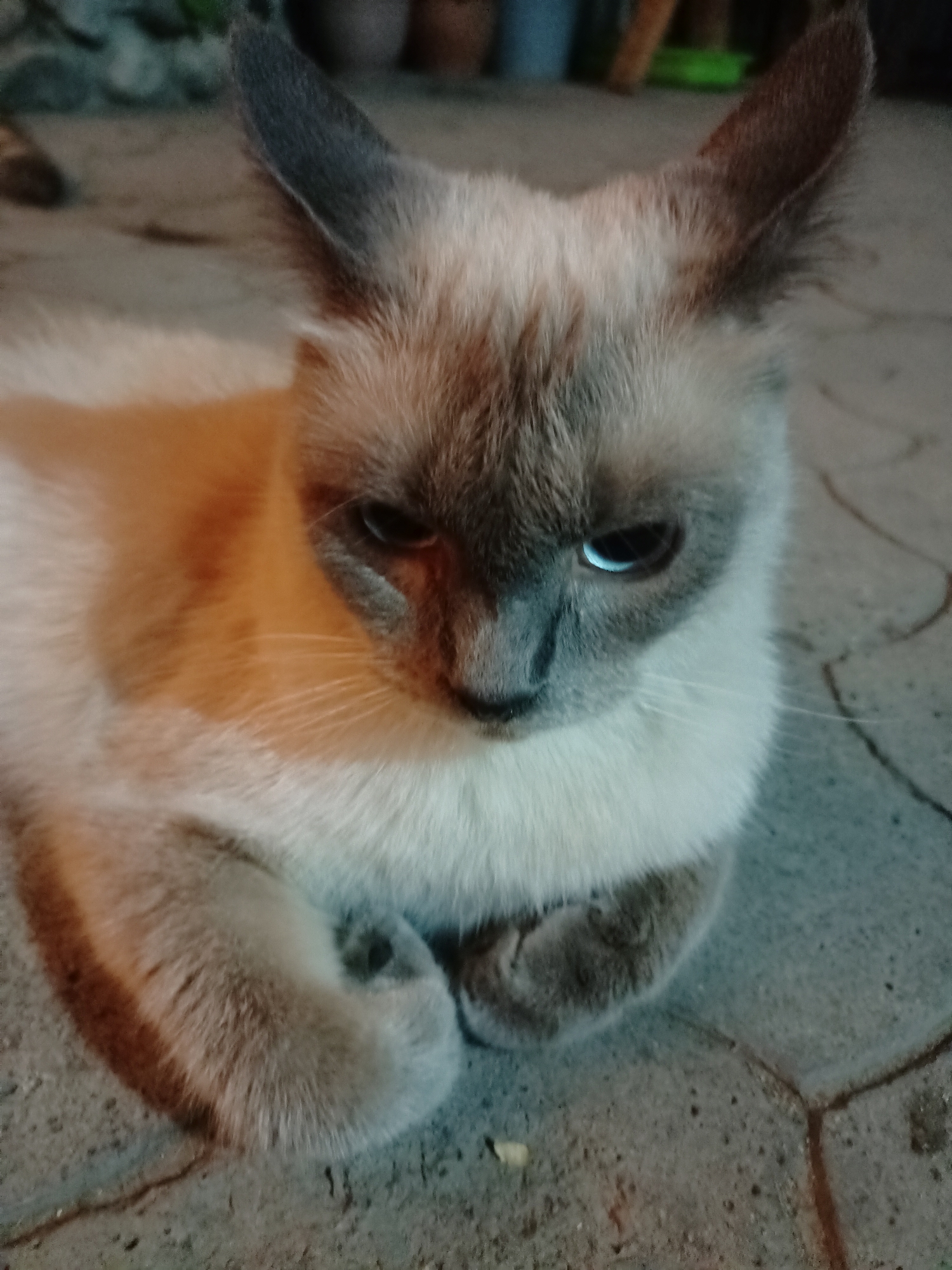 A Siamese cat is lying on a cracked concrete surface. The cat is facing the camera with its paws tucked underneath its body. Its fur is a mix of cream and brown. The cat's eyes are open and have a blueish tint. The background is out of focus and appears to be an outdoor setting with some greenery and possibly potted plants. The image was taken in Almaty, Kazakhstan.