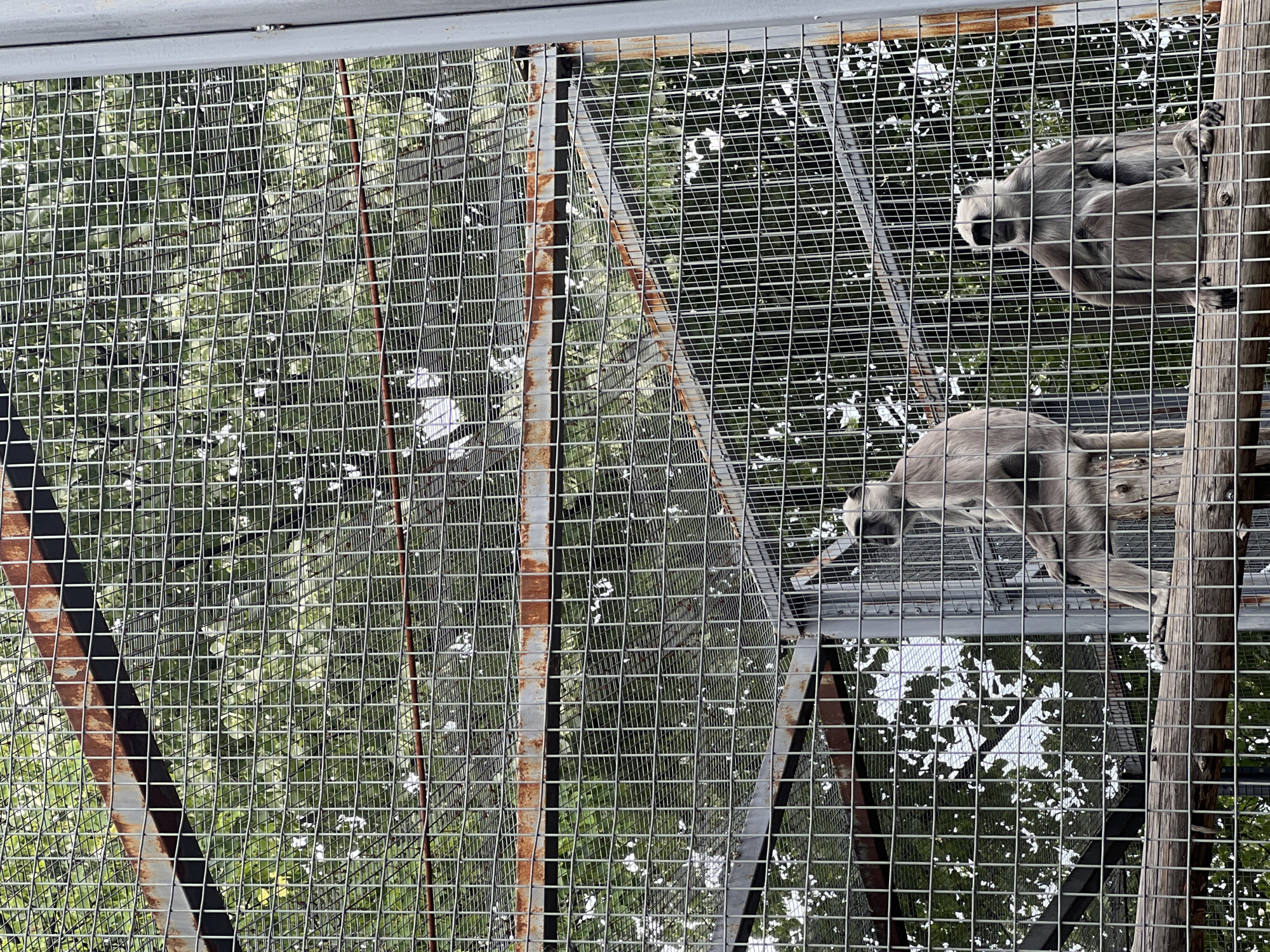Two gray langur monkeys are sitting on a log inside a large, metal-caged enclosure. The enclosure is surrounded by trees and greenery. The enclosure appears to be located in an outdoor setting, likely a zoo or wildlife park. The monkeys are facing different directions, and neither is interacting with the other. The overall scene is calm and still, with no apparent activity or movement. There is no information in the image to indicate the specific location in Sofia, Bulgaria.