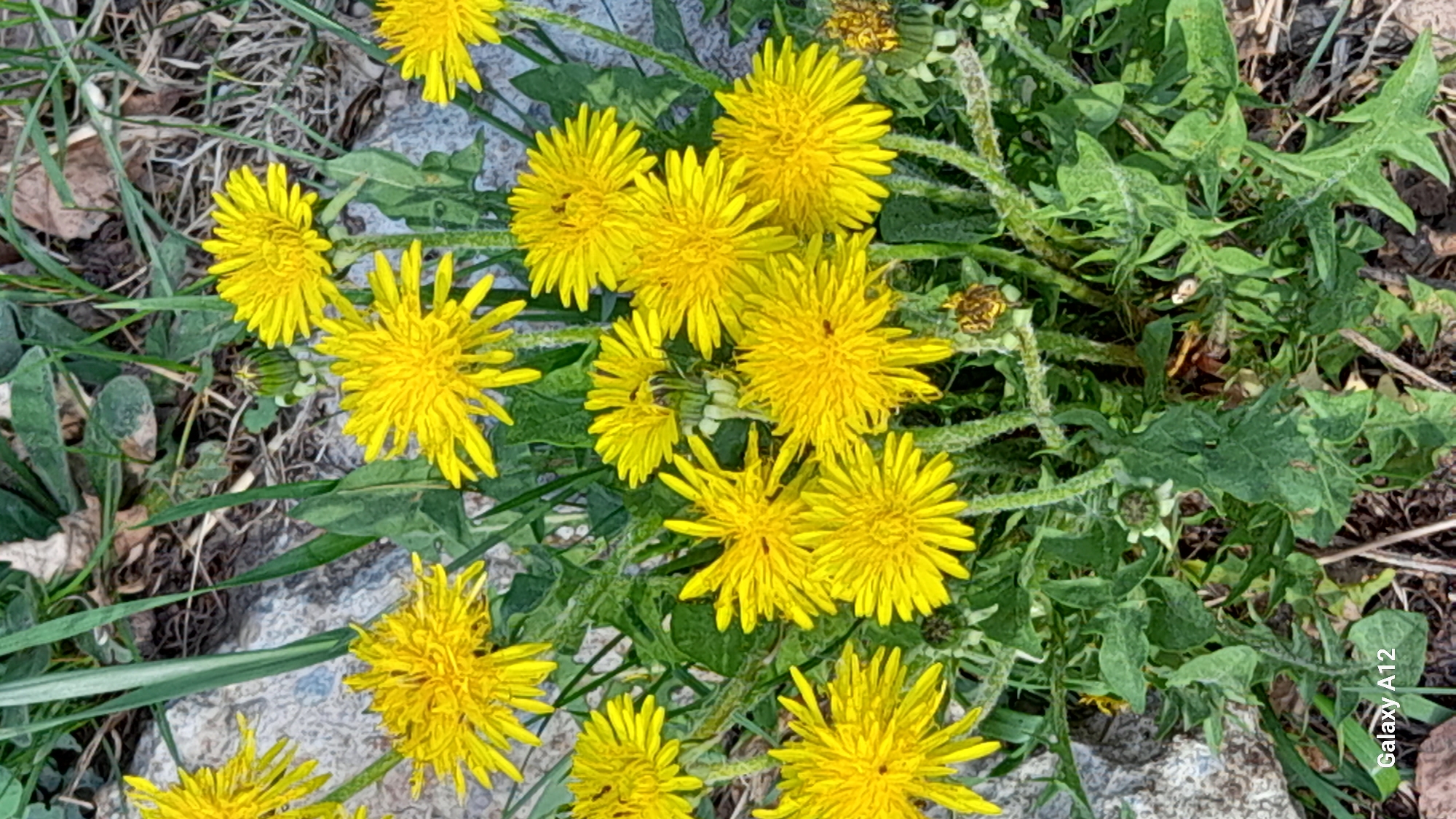 The image shows a close-up view of a cluster of dandelions in bloom. The flowers have bright yellow petals and are interspersed with green leaves and stems. The background includes a mix of green foliage and some grey rock or soil. The image was taken in Марковский, Russia.