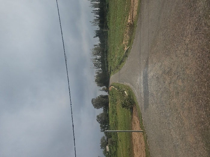 The image displays an unpopulated rural or semi-rural landscape located in the city of Ameur عامر, Morocco, under an overcast sky. A dark grey, textured road, possibly graveled or asphalt, occupies the central foreground and recedes into the distance, curving slightly uphill and towards the right before cresting a rise and exiting the frame. To the left of the road, a strip of reddish-brown earth transitions into green grassy fields, followed by a cluster of deciduous trees with light green foliage. A slender, light-colored pole stands vertically near the left edge of the road, and indistinct structures are faintly visible on the distant left horizon. To the right of the road, expansive green fields, potentially cultivated, stretch into the background, with some reddish-brown soil patches bordering the road. A low, white barrier or curb is visible along a section of the road's right edge. Further back on the right, a dense line of tall, slender trees forms a prominent green backdrop. A single dark wire or cable runs horizontally across the upper middle section of the predominantly grey, cloudy sky. No individuals, vehicles, or animals are present.