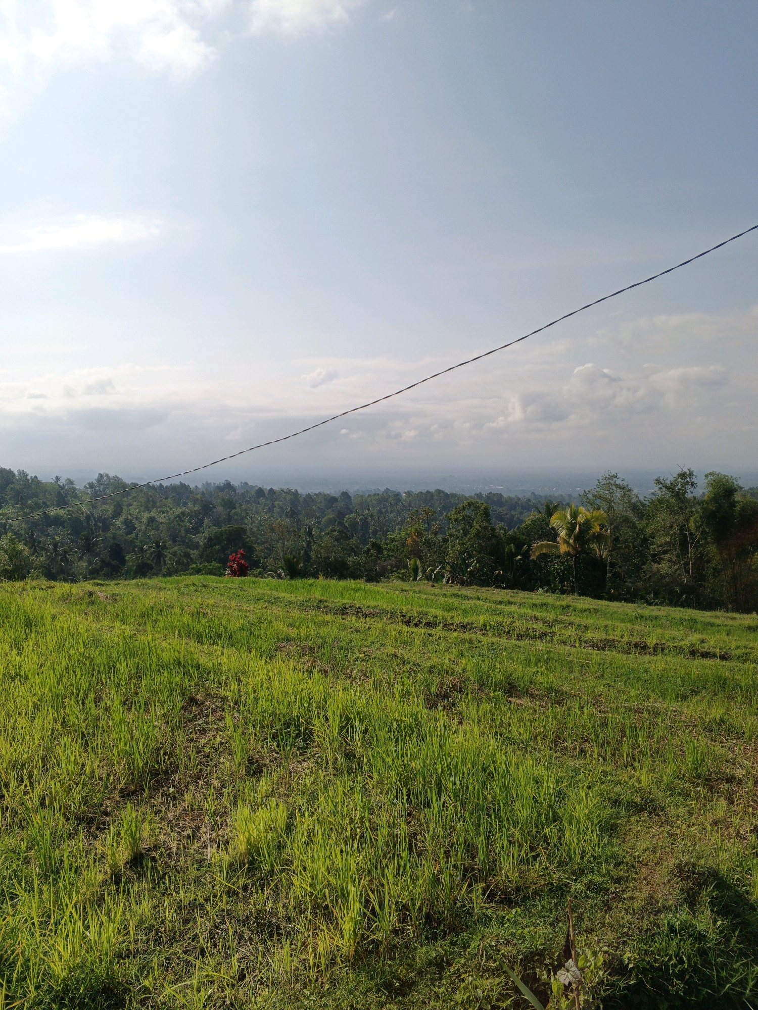 The image depicts a lush green rice paddy field on a hillside, overlooking a valley filled with dense tropical foliage. The sky above is a pale blue, with scattered white clouds, suggesting it might be late morning or early afternoon. A thin, dark power line stretches diagonally across the upper portion of the frame. In the mid-ground, near the edge of the field, a splash of vibrant red stands out, possibly a decorative plant or a piece of fabric. The foreground is dominated by the textured patterns of the rice plants, indicating the terraced nature of the cultivation. The overall scene conveys a sense of rural tranquility and agricultural abundance. This location is situated in the Penebel district of Bali, Indonesia, known for its picturesque rice terraces and natural beauty.