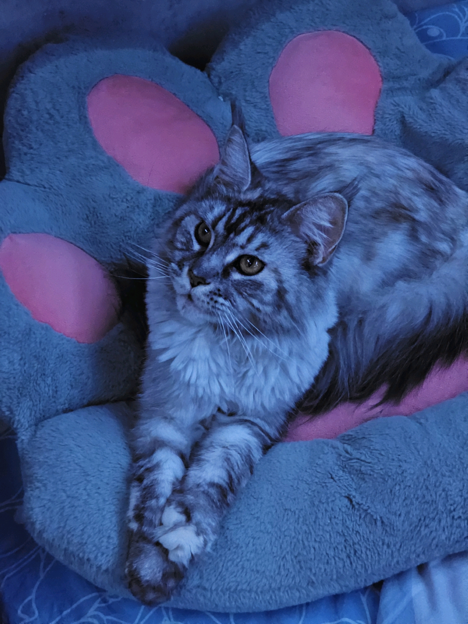 A fluffy, grey and black tabby cat with yellow eyes is lying on a plush, grey paw-shaped pillow with pink toe beans. The cat is curled up, with its front paws crossed over each other. The pillow is on a blue patterned surface, possibly a bed or sofa. The lighting is dim and appears to have a blue tint. The scene is indoors.