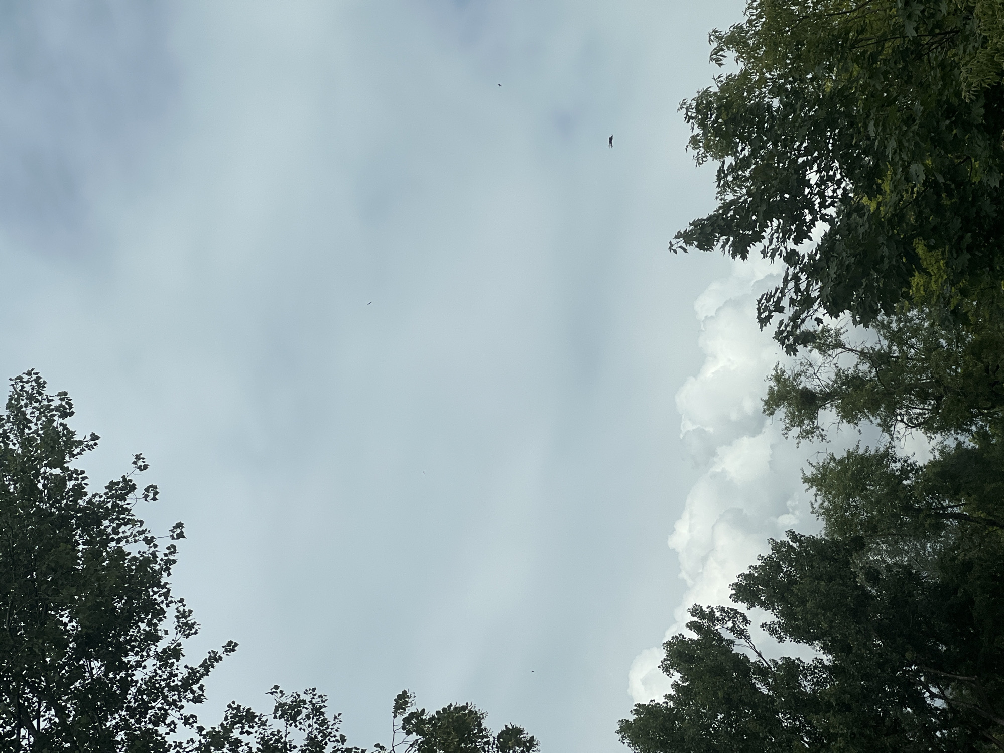 This image captures a view of the sky from a low angle, framed by lush green trees. The sky is overcast with diffused light, suggesting a cloudy or hazy day. Fluffy white cumulus clouds are visible in the lower portion of the sky, contrasting with the lighter, more uniform cloud cover above. Several small, dark silhouettes, likely birds in flight, are scattered across the sky. The trees, with their dense foliage, occupy the bottom and left edges of the frame, creating a natural border. This scene does not provide any specific visual cues that would allow for identification of its location within Warsaw, Poland. The image is devoid of any human subjects or specific urban features.