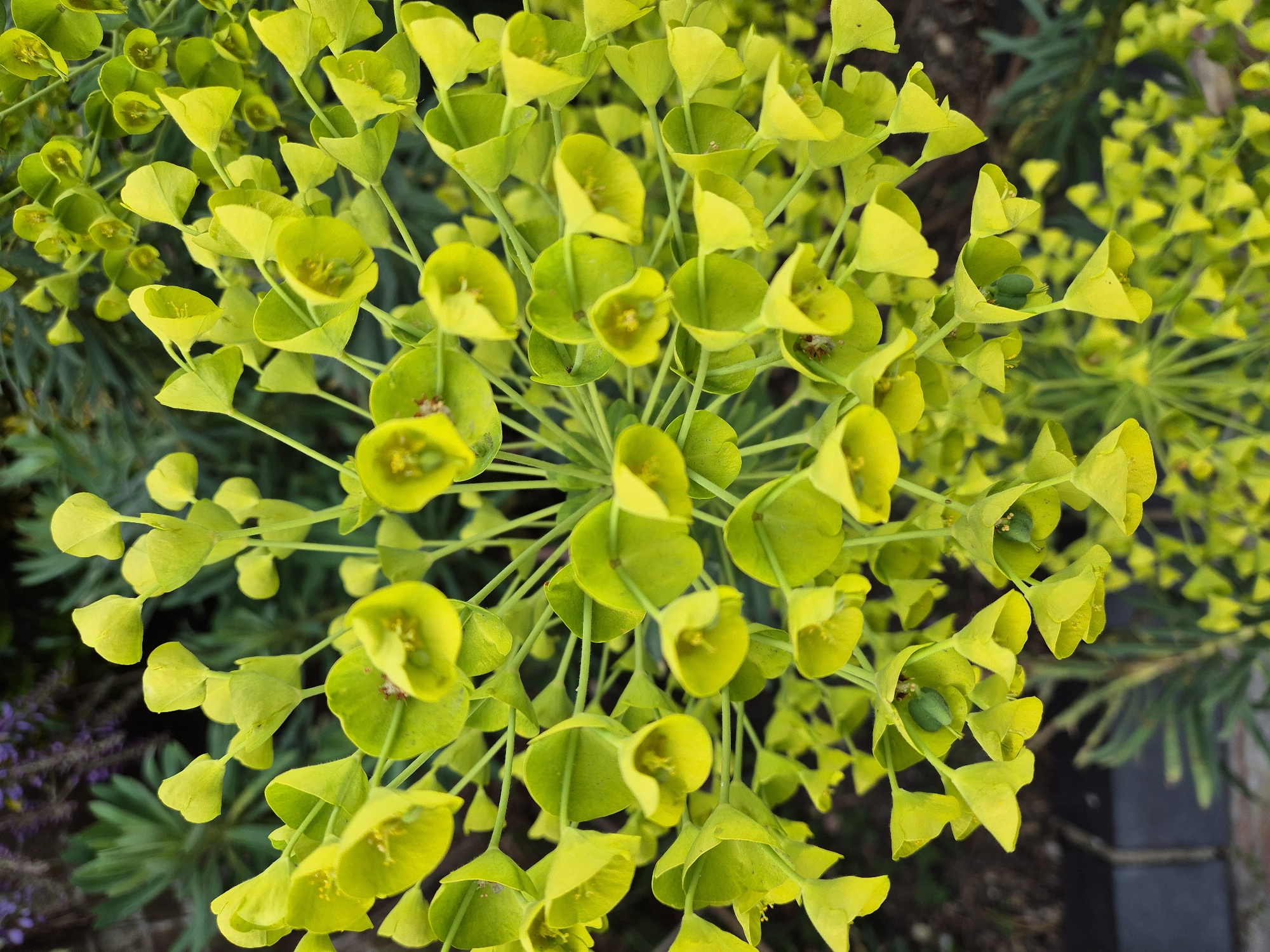 A high-angle shot reveals a cluster of bright, yellow-green flowers, likely of the Euphorbia genus. The plant is the central focus, with individual blooms exhibiting a cup-like structure, each containing what appears to be a central seed capsule. The leaves are small and rounded, contributing to the plant's overall dense, bushy appearance. The backdrop includes hints of other foliage, suggesting the setting is a garden or cultivated green space in West Suffolk, United Kingdom. The surrounding environment is generally blurred, which draws primary attention to the plant.