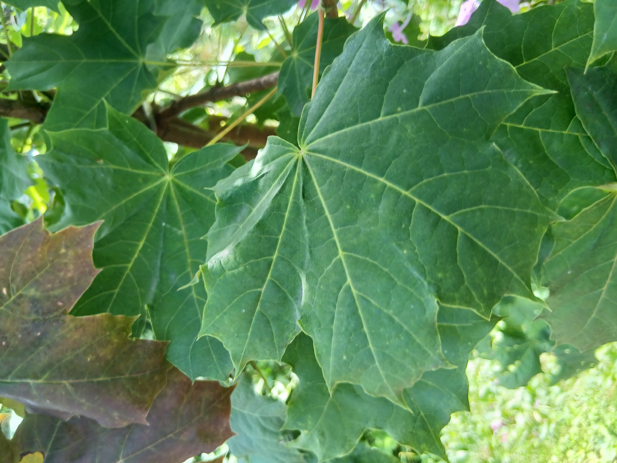 A close-up shot captures the intricate details of several large, green, palmately lobed leaves of a plant. The leaves are prominently veined, with a central vein branching out to the lobes. Some of the leaves exhibit a reddish-brown discoloration, suggesting they might be older or beginning to change color. The background is softly blurred, hinting at a lush, green environment with foliage and possibly some light. The image appears to be taken outdoors, focusing on the textures and patterns of the leaves. There are no people or specific structures visible in the frame.