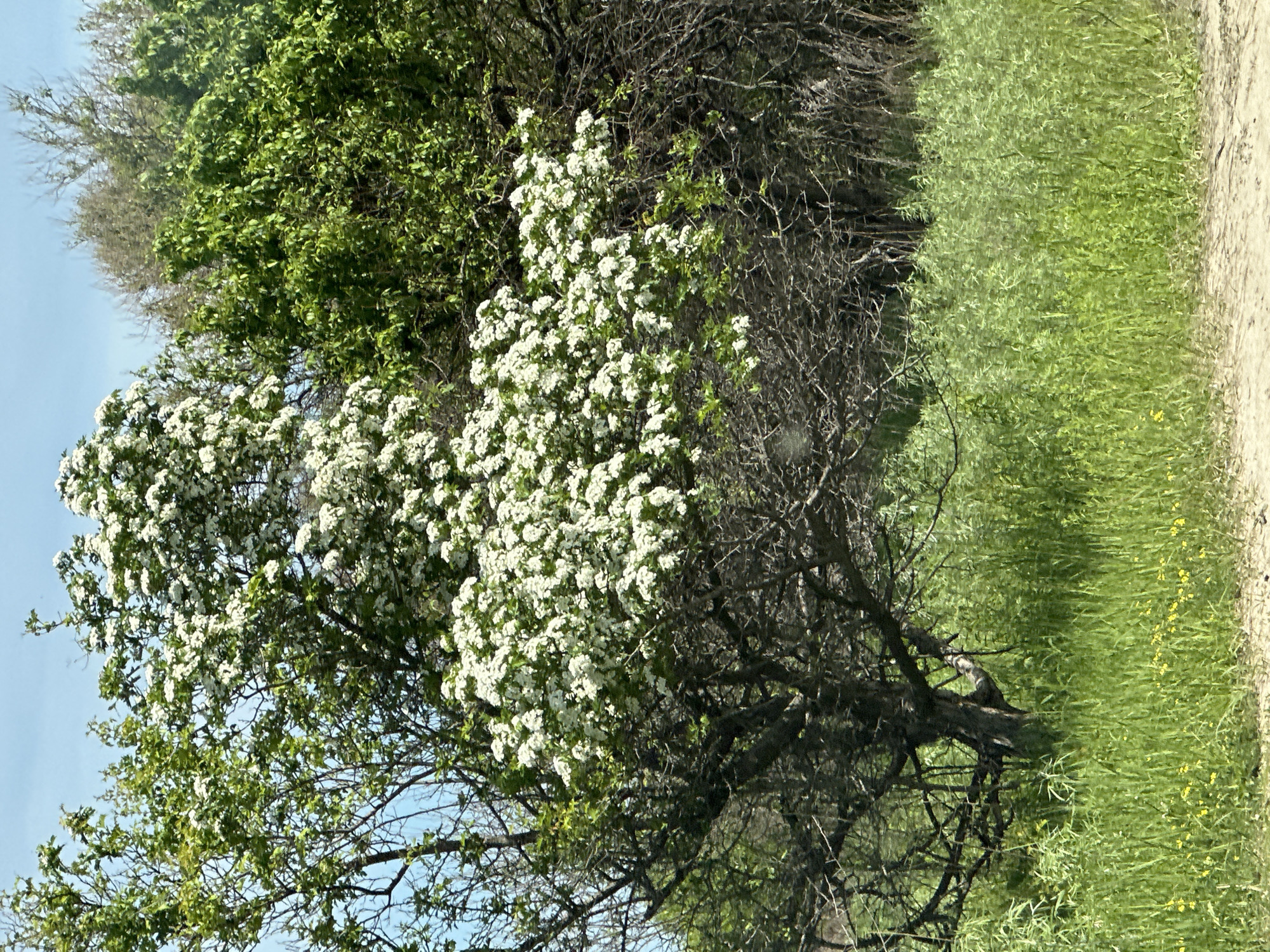 The image depicts a natural scene in an outdoor environment, likely in or near the city of Priamursky, Russia, given the context. Dominating the frame are several trees, one of which is heavily laden with white blossoms, suggesting springtime. The foreground consists of lush green grass, interspersed with small yellow flowers. In the background, the foliage of other trees is visible, varying in color from deep green to bare branches. The sky is a clear blue. There are no people or animals visible in the image. The scene appears to be a rural or natural landscape, possibly a park or roadside verge, with a dirt path or road visible at the very bottom edge of the frame. The overall impression is one of natural beauty and the fresh growth of spring.