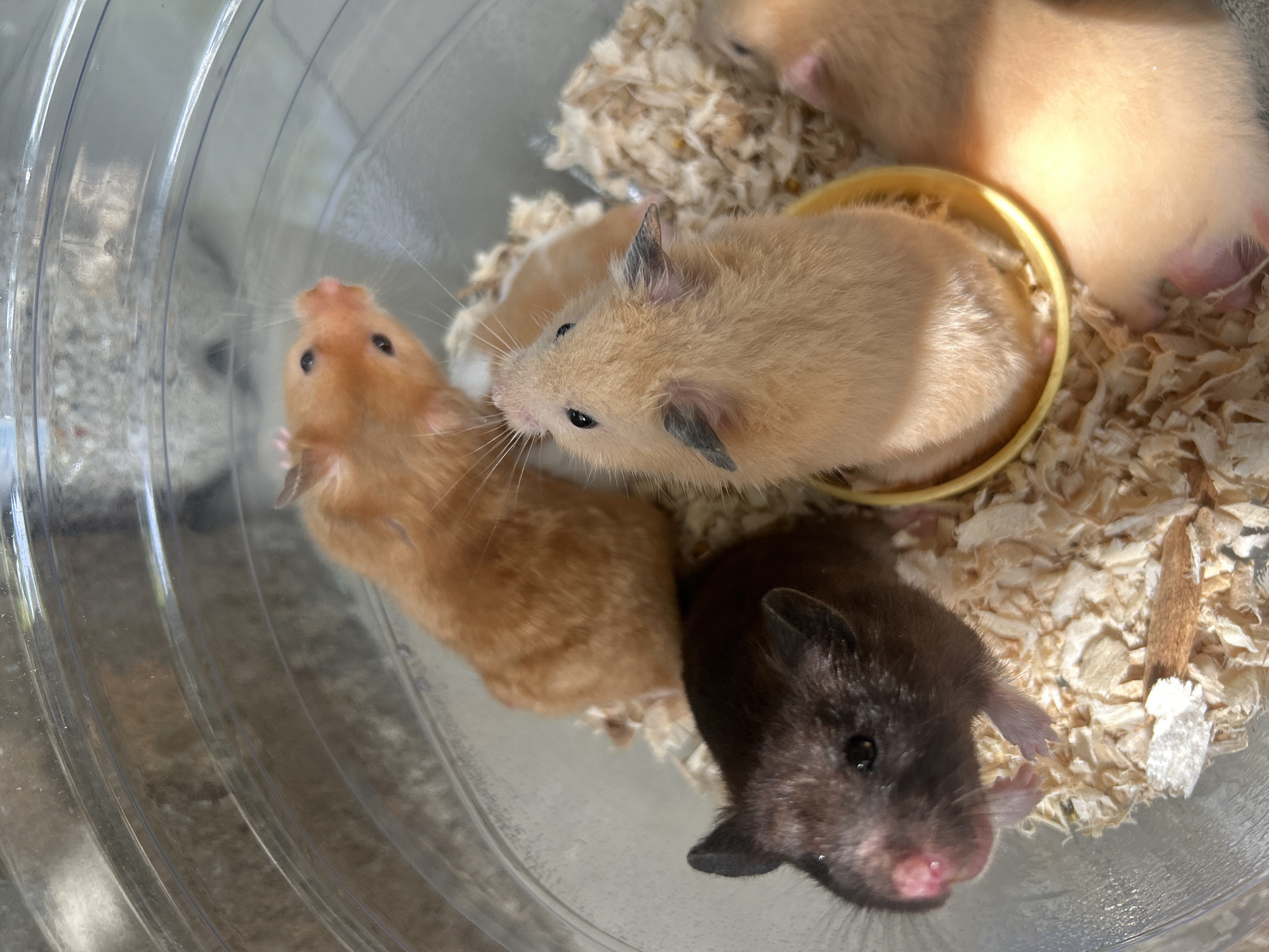 A top-down view shows a group of four hamsters inside a clear plastic container filled with wood shavings and a small yellow dish. The hamsters vary in color: one is orange, one is a light tan color, and one is dark brown. The fourth hamster is mostly out of view with only its pale orange fur showing. The tan-colored hamster is positioned over the yellow dish, and the dark brown hamster is in the lower right of the frame. The container appears to be cylindrical in shape. The location is not evident from the image.