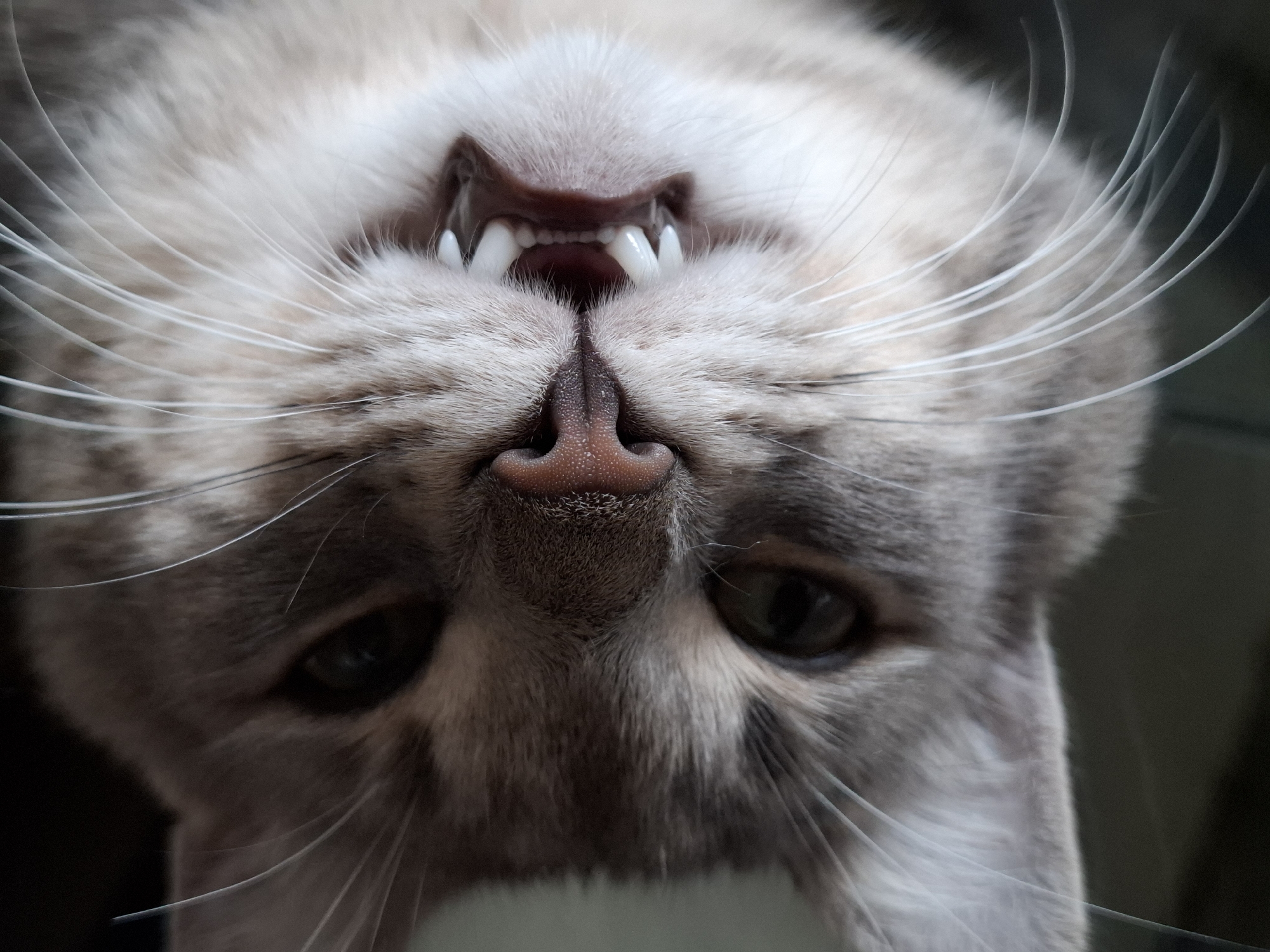 The image displays a close-up, inverted view of a domestic cat's head. The cat has grey and light brown tabby-patterned fur, with lighter fur visible around its muzzle and chin. Both dark, almond-shaped eyes are visible, looking directly towards the viewer. A pinkish-brown nose, textured in appearance, is centrally positioned. The cat's mouth is wide open, revealing several sharp, white teeth, including prominent canines and smaller incisors. The interior of the mouth and gums are dark pink/red. Numerous long, white whiskers extend outwards from both sides of the muzzle. The background is dark and indistinct, offering no specific environmental details. No people or other objects are discernible. The cat's action is consistent with a vocalization, such as a meow, hiss, or a yawn. The location in Novi Sad, Serbia, cannot be determined from the visual information provided in the image.