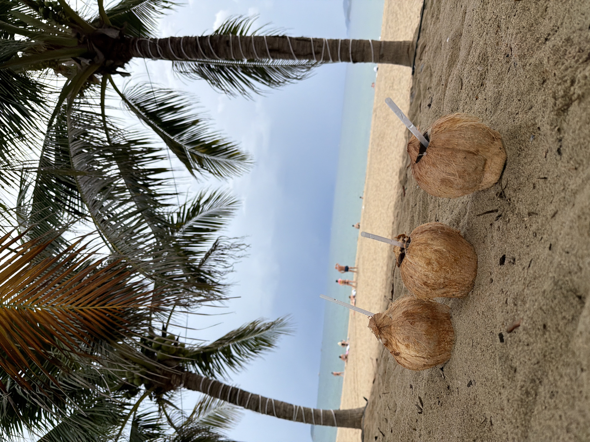 Three coconuts with straws are in the foreground on the sandy beach. The coconuts are positioned in a line from left to right, with the leftmost coconut partially obscured by another coconut to its right. The beach sand is a light tan color with small dark debris scattered throughout. In the mid-ground, the ocean stretches out to the horizon under a cloudy sky. Several palm trees are visible, with their fronds casting shadows on the sand. There are a few people in the distance on the beach and in the water. The scene appears to be a tropical beach setting, likely in the city of Nha Trang, Vietnam, known for its beautiful beaches and palm trees.
