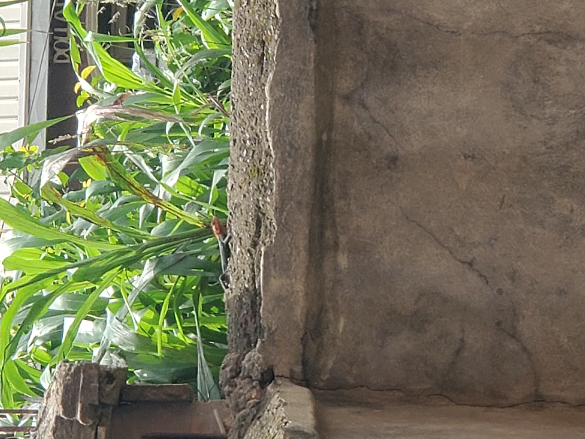 A close-up shot shows a weathered, concrete structure juxtaposed with lush green foliage. The structure exhibits cracks and imperfections, suggesting age and exposure. Green plants with broad leaves grow adjacent to the concrete, adding a touch of nature to the urban environment. "DOLLAR" is partially visible on a building or sign behind the foliage. An orange lizard clings to the concrete near the plants. The location is Atani, Nigeria.