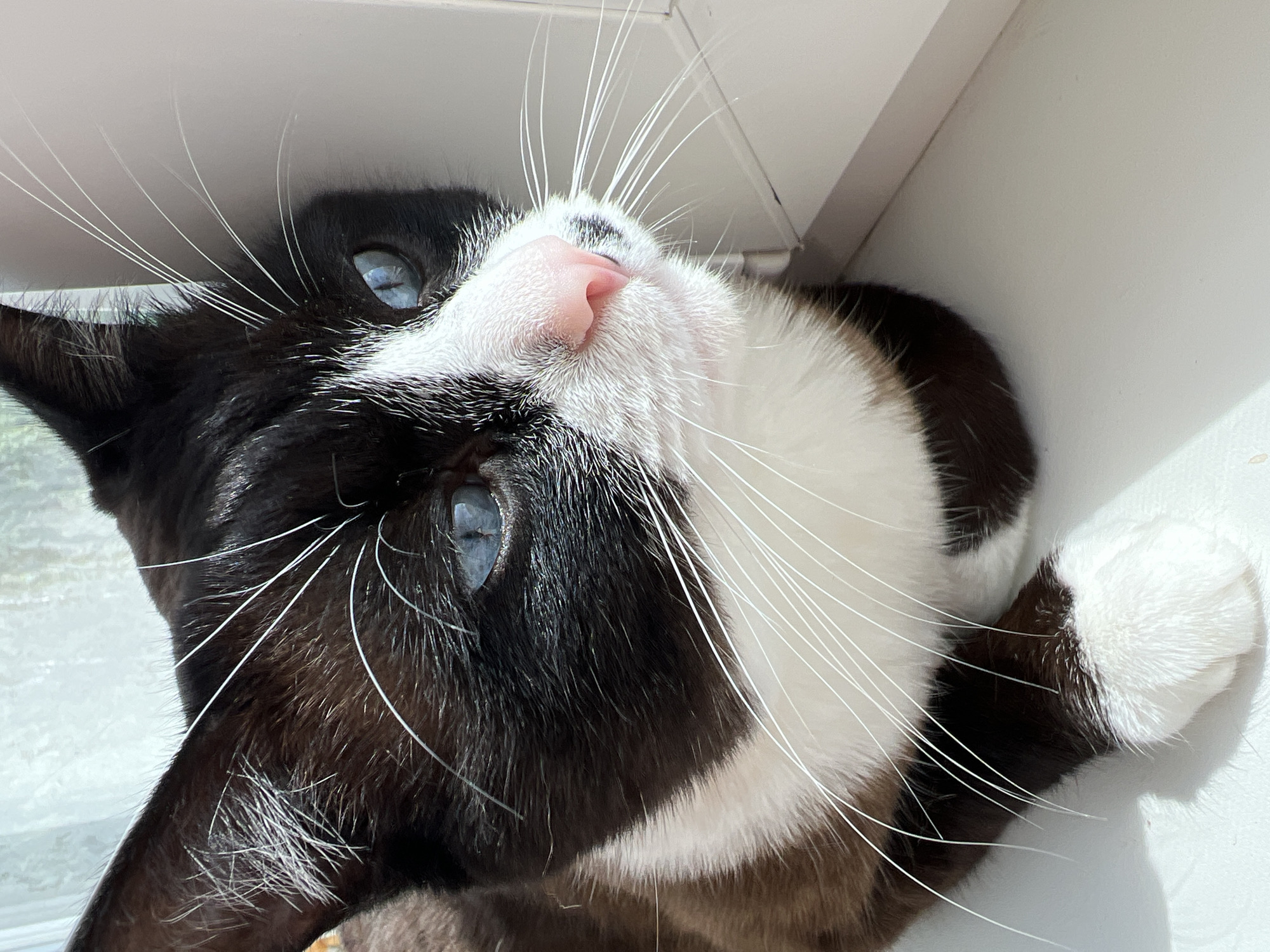 A close-up, eye-level shot shows the head and paws of a domestic shorthair cat. The cat has black and white fur with brown patches on its back and legs. Its eyes are a vivid blue. The cat is lying down, with its front paws visible and resting on a white surface. The background is out of focus, but appears to be a window with diffused light. The scene is domestic and indoors. There is no information about Noviy, Russia in the image.