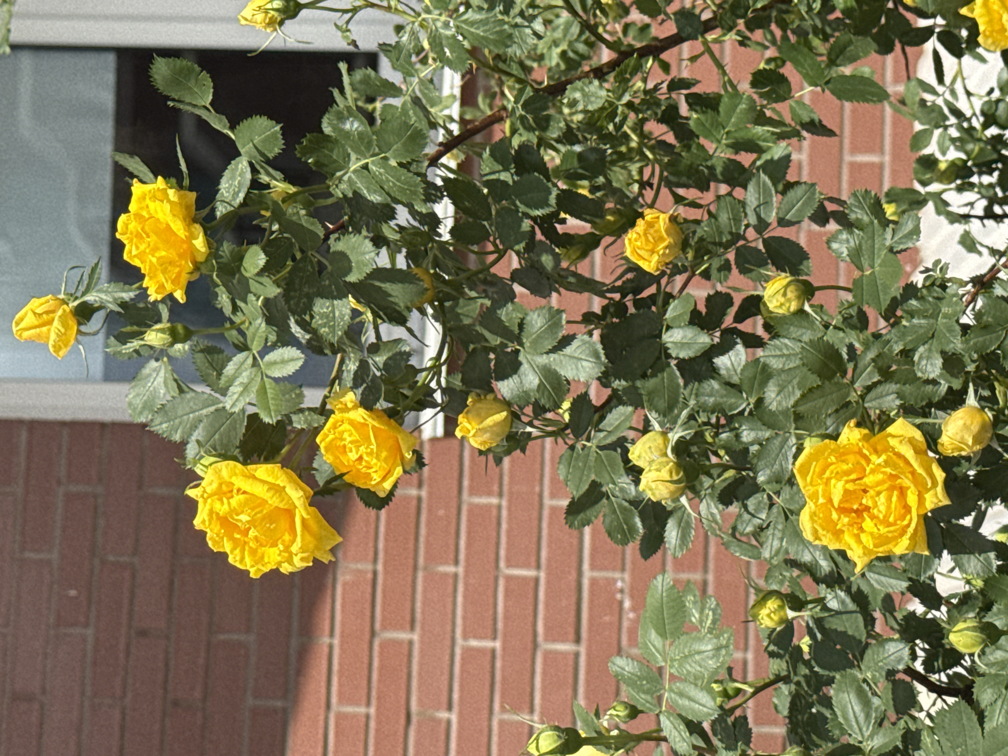 The image presents a vibrant close-up of a yellow rose bush, featuring multiple bright yellow roses in various stages of bloom. Several fully open roses showcase their ruffled, densely packed petals, while numerous smaller, tightly closed rosebuds are scattered throughout the branches, hinting at future blossoms. The foliage is a lush green, with some leaves displaying lighter green or silvery specks, adding texture to the dense greenery.
In the background, a building serves as the setting. A window with a white frame and dark glass is partially visible on the left side. The majority of the background is a red brick wall, providing a warm, earthy contrast to the vivid yellow flowers and green leaves. The bricks are arranged in a horizontal pattern, and subtle shadows on the wall suggest strong overhead sunlight.
The scene depicts an outdoor setting during a sunny day, likely morning or afternoon, given the bright illumination and visible shadows. There is no discernible activity taking place, and no people or visible text are present. The image captures a moment of natural beauty and growth. The location of this rose bush is Izhevsk, Russia.