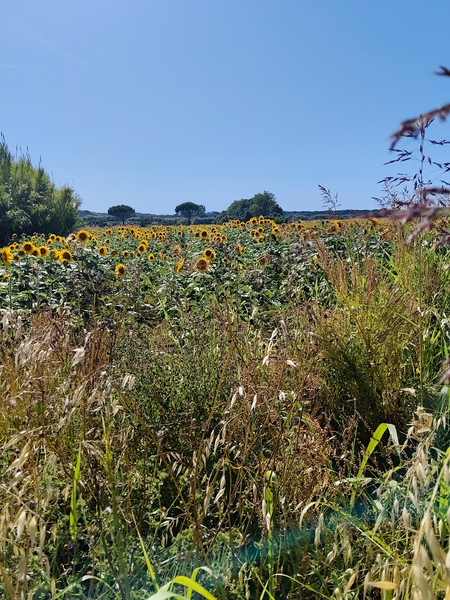 This is a wide-angle, eye-level, outdoor photograph taken on a sunny day in Campiglia Marittima, Italy. The foreground is dominated by a dense growth of dry, brown grasses and some green vegetation. Beyond this, a large field of sunflowers stretches into the mid-ground, their yellow heads facing towards the sun. The sunflowers are set against a backdrop of rolling green hills and a clear blue sky. Two prominent pine trees stand on the horizon line, to the left of center. In the far distance, a range of hills is visible under the expansive sky. The image captures a natural, rural landscape.