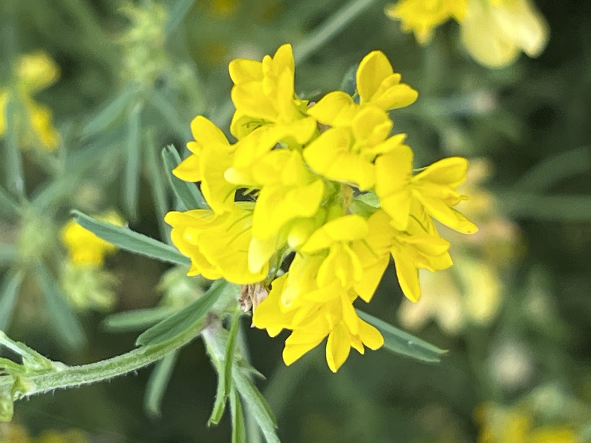 In Shyroka Dacha, Ukraine, a cluster of bright yellow flowers is in sharp focus against a blurred green background. The flowers have a unique, somewhat irregular shape with multiple petals. A thin green stem, covered in fine hairs, supports the bloom. The foliage of the plant is also visible, with slender green leaves and stems. The overall impression is of a delicate wildflower in a natural setting.